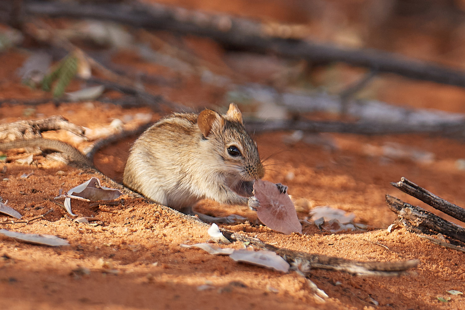 AFRIKANISCHE STRIEMEN-GRASMAUS – STRIPED GRASS MOUSE