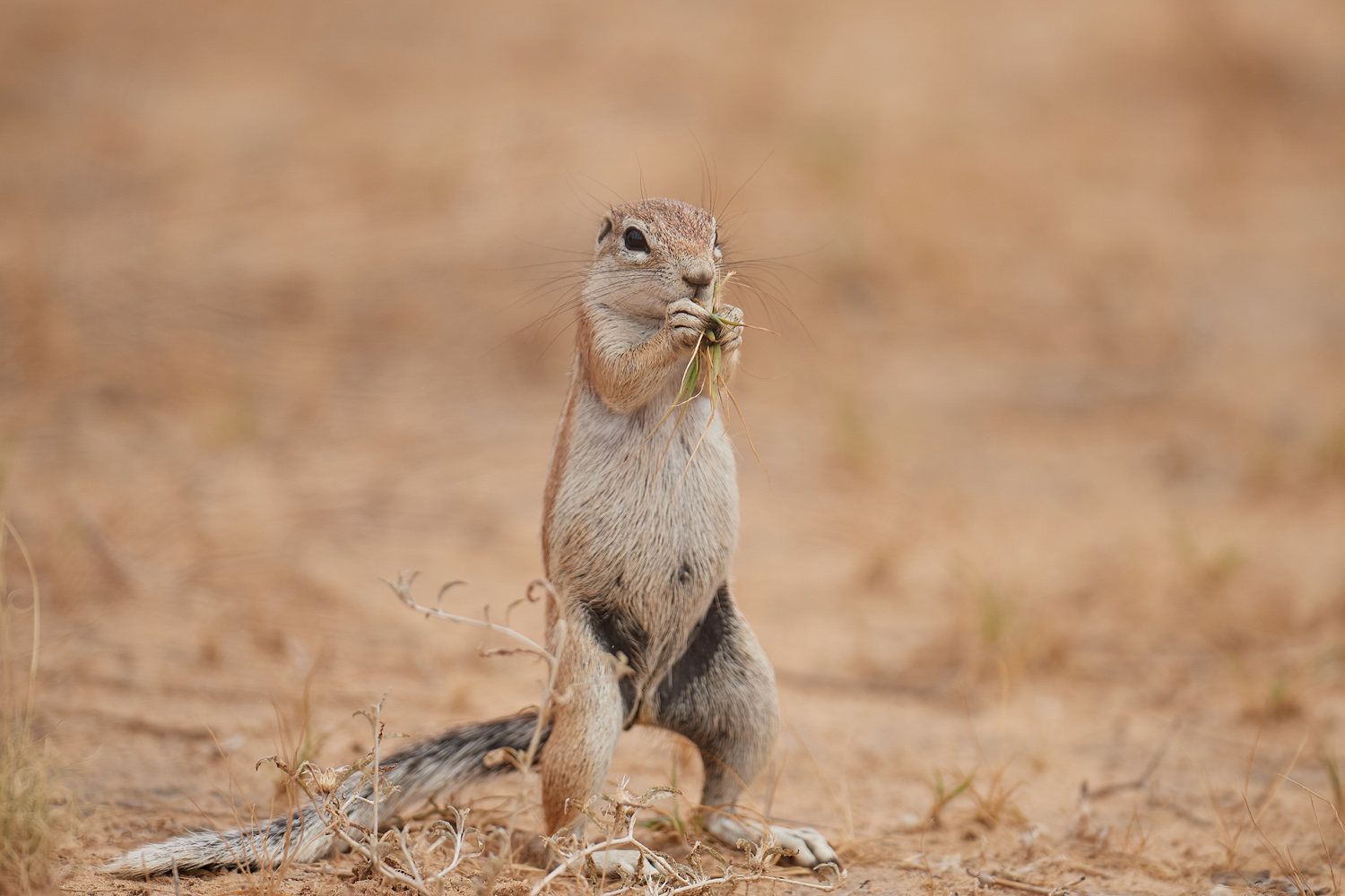 KAP-BORSTENHÖRNCHEN – SOUTH AFRICAN GROUND SQUIRREL