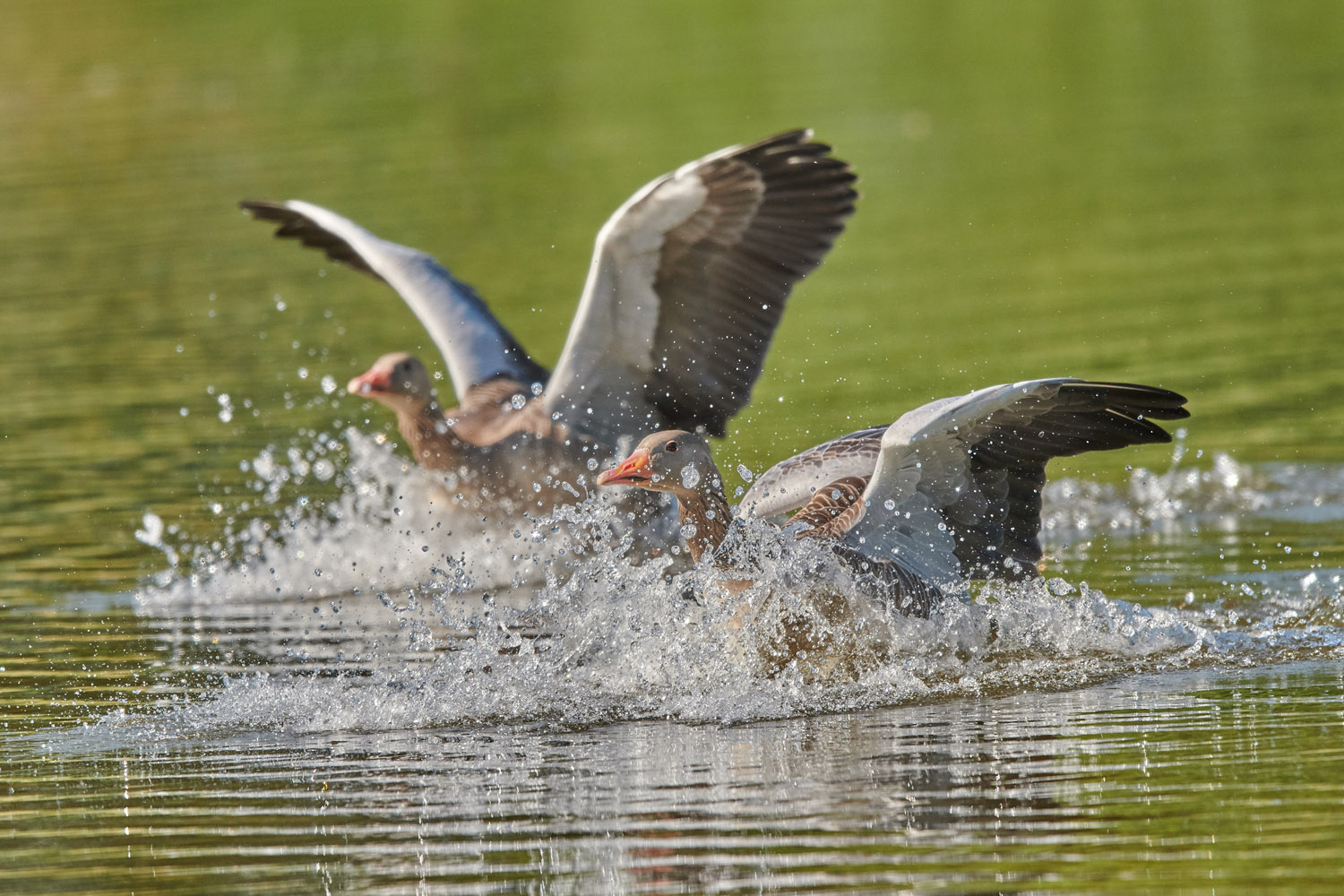 GRAUGANS - GREY GOOSE