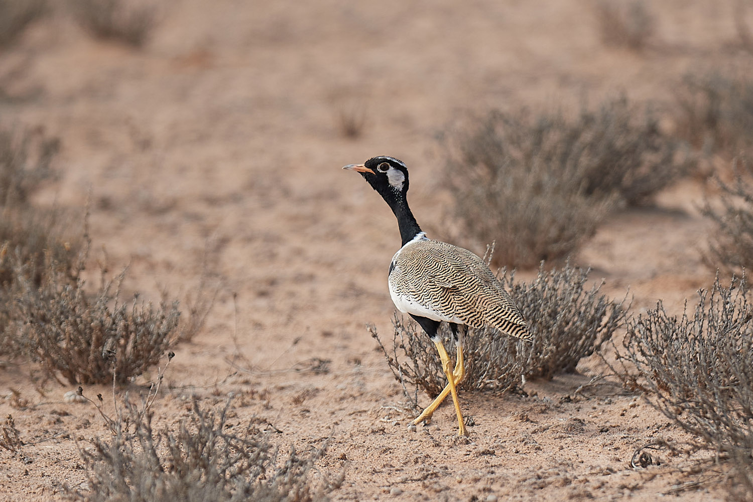 WEISSFLÜGELTRAPPE – NORTHERN BLACK KORHAAN