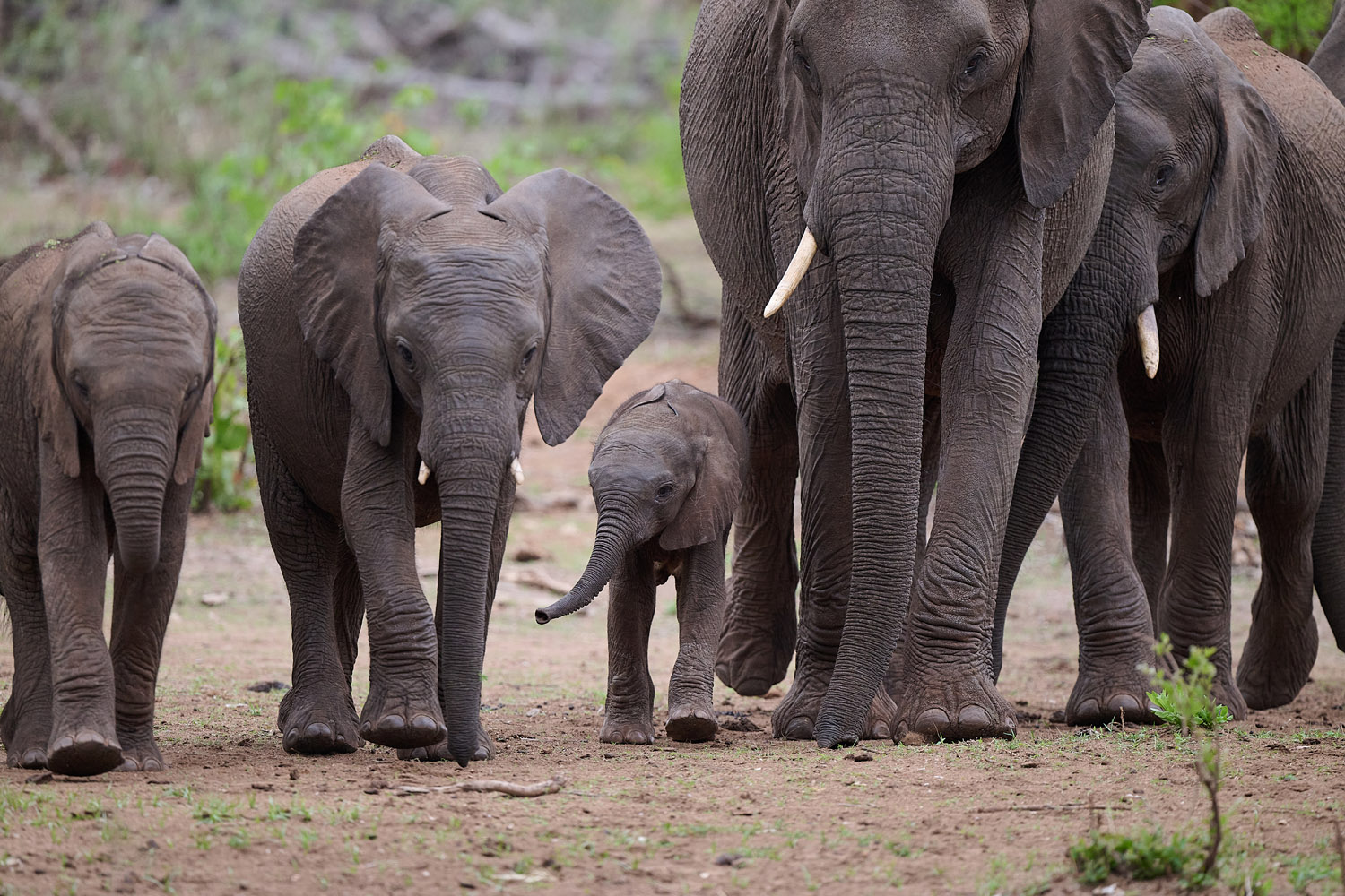 ELEFANT - ELEPHANT