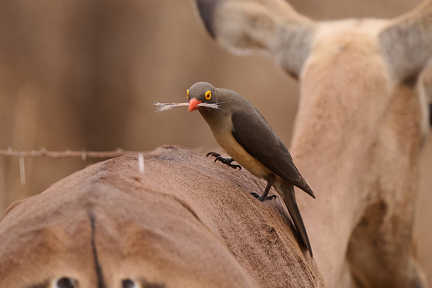 ROTSCHNABELMADENHACKER - RED-BILLED OXPECKER
