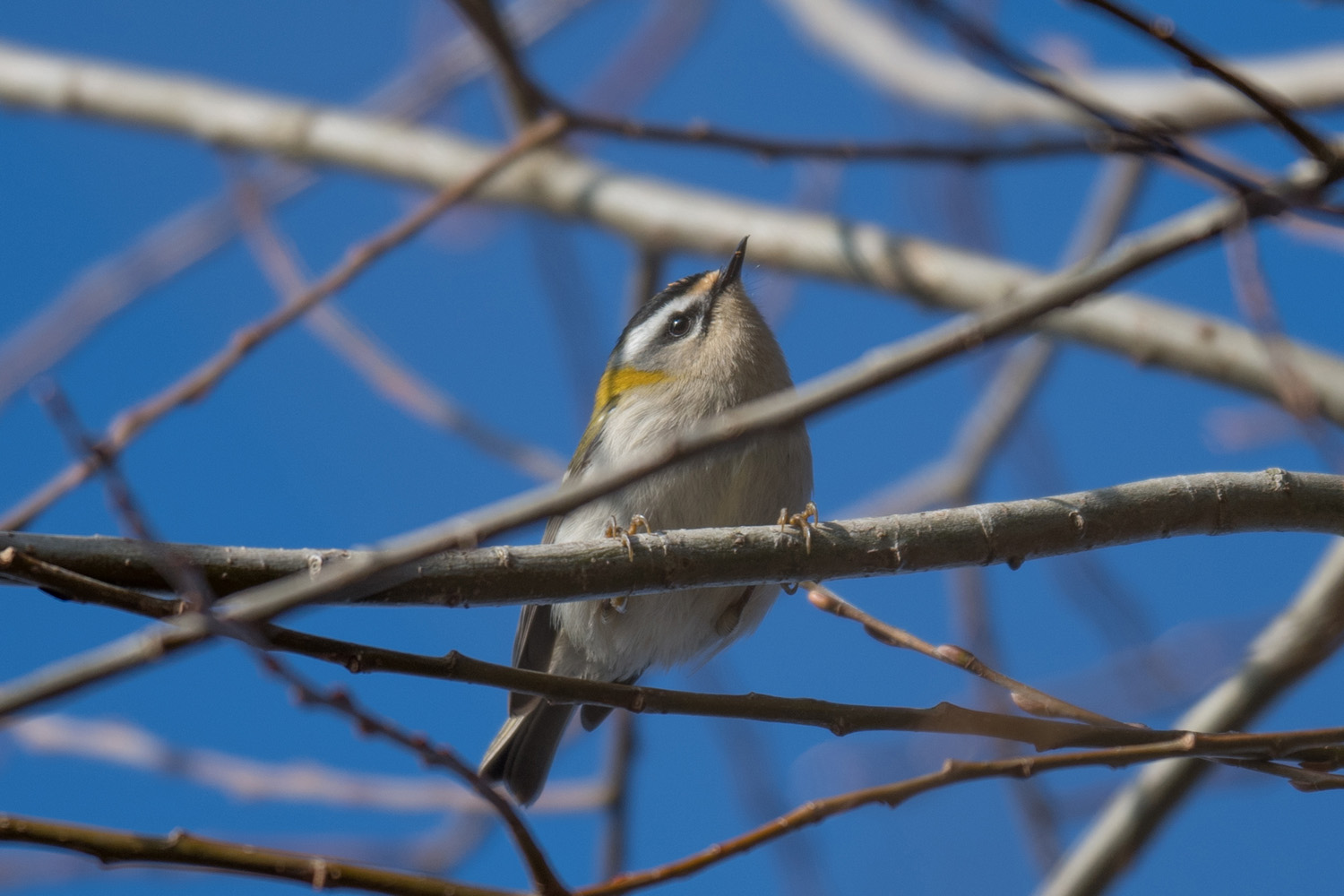 SOMMERGOLDHÄHNCHEN - FIRECREST