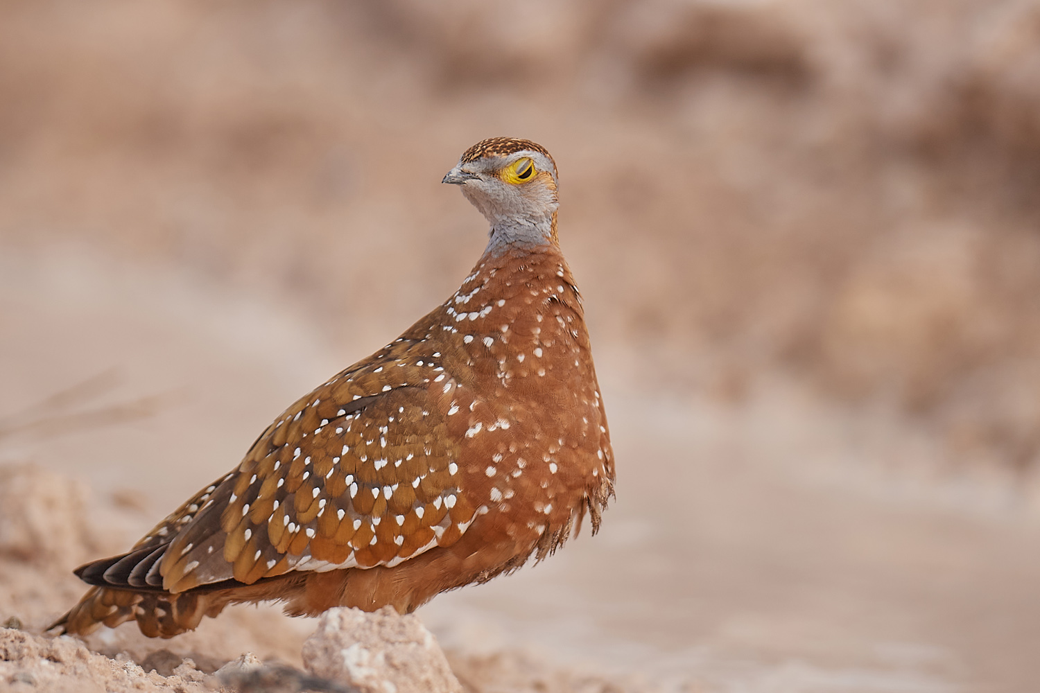 TÜPFELFLUGHUHN – BURCHELL´S SANDGROUSE