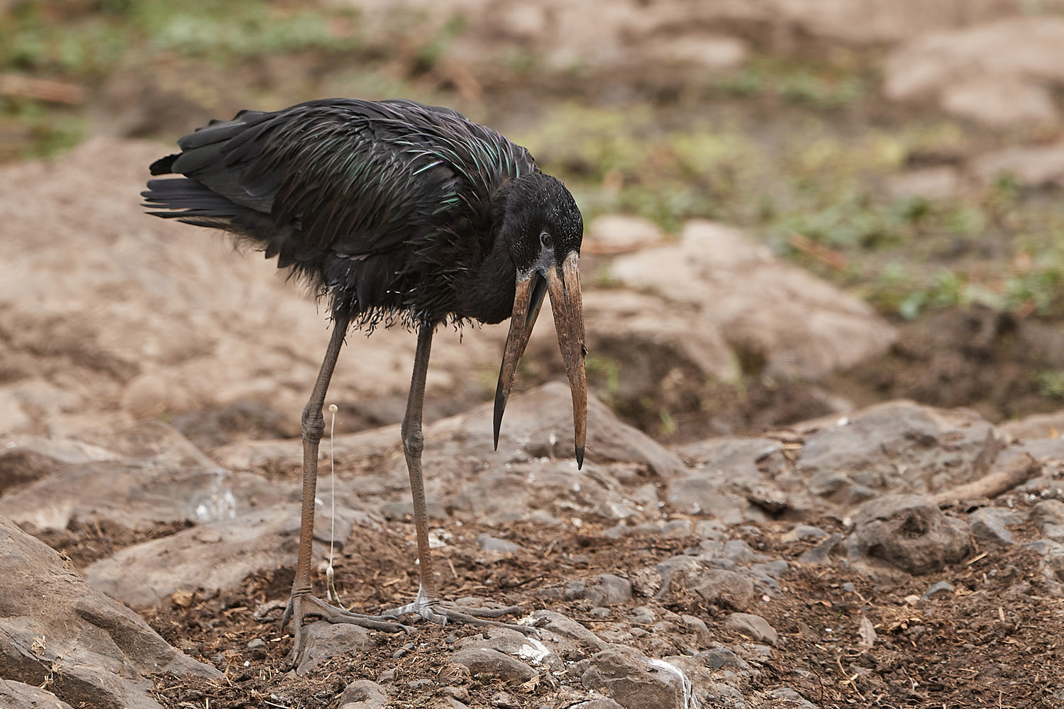 KLAFFSCHNABEL – AFRICAN OPENBILL