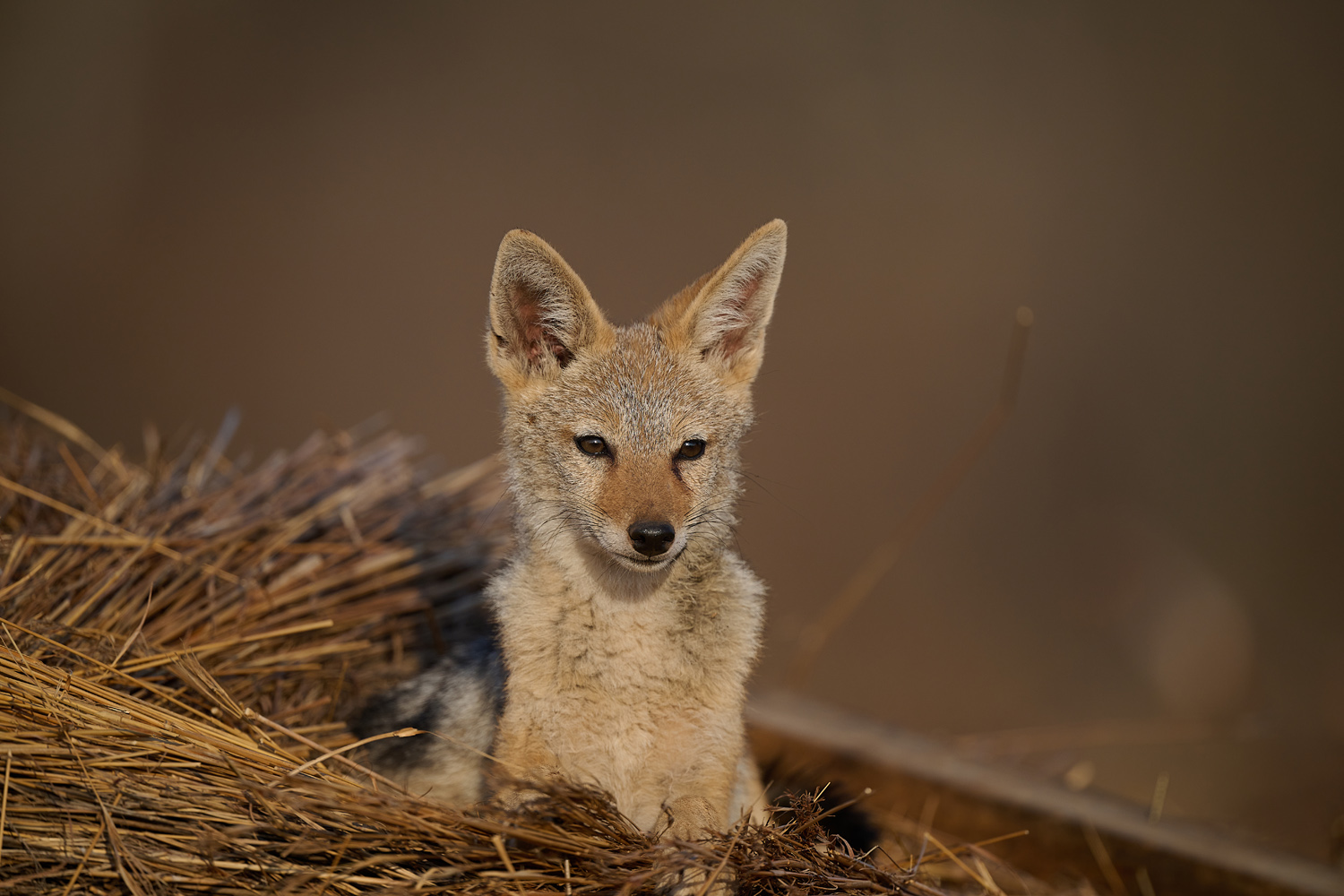 SCHABRACKENSCHAKAL - BLACK-BACKED JACKAL