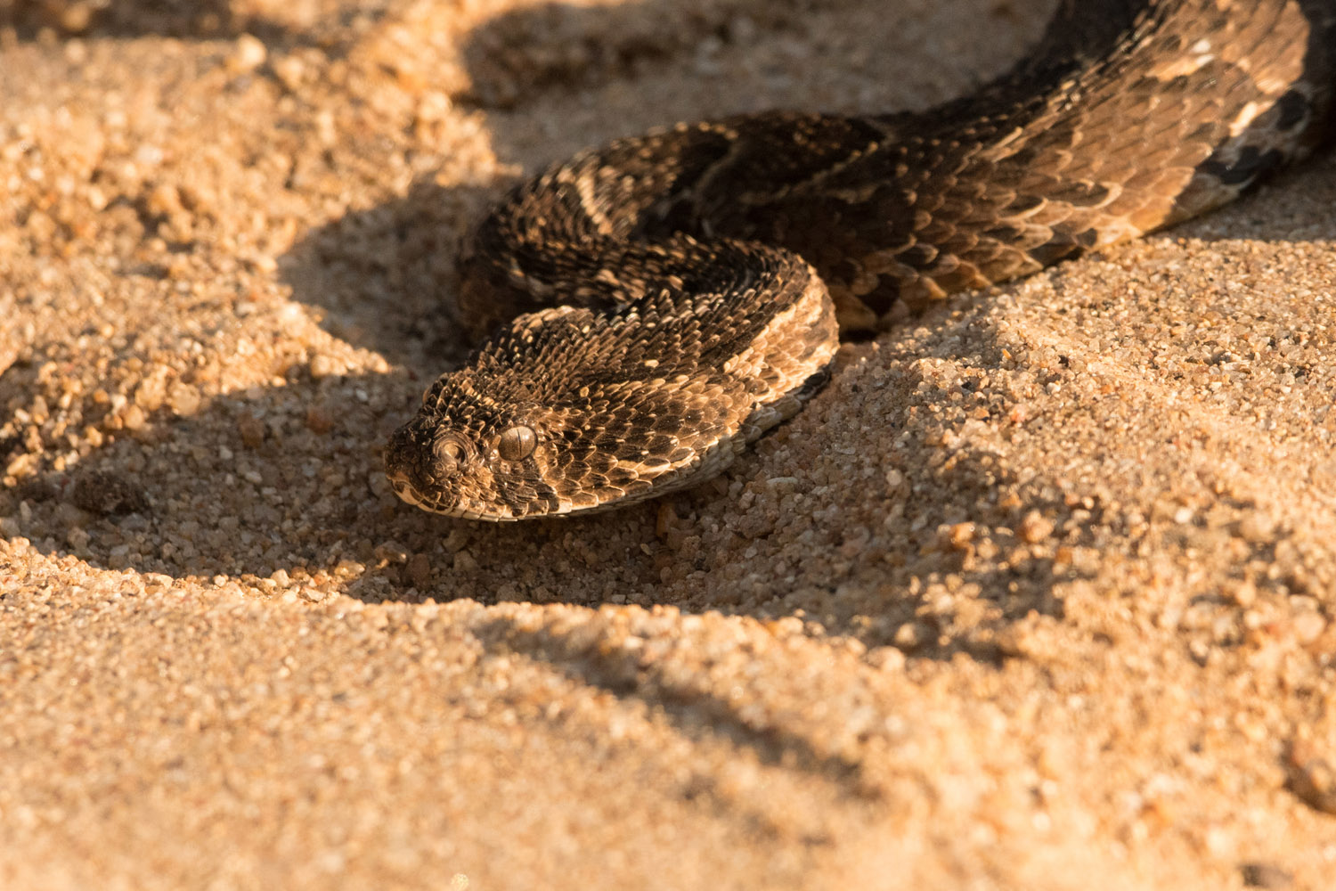 PUFFOTTER - PUFF ADDER