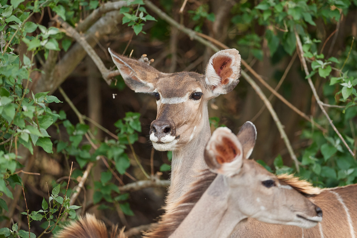 KUDU