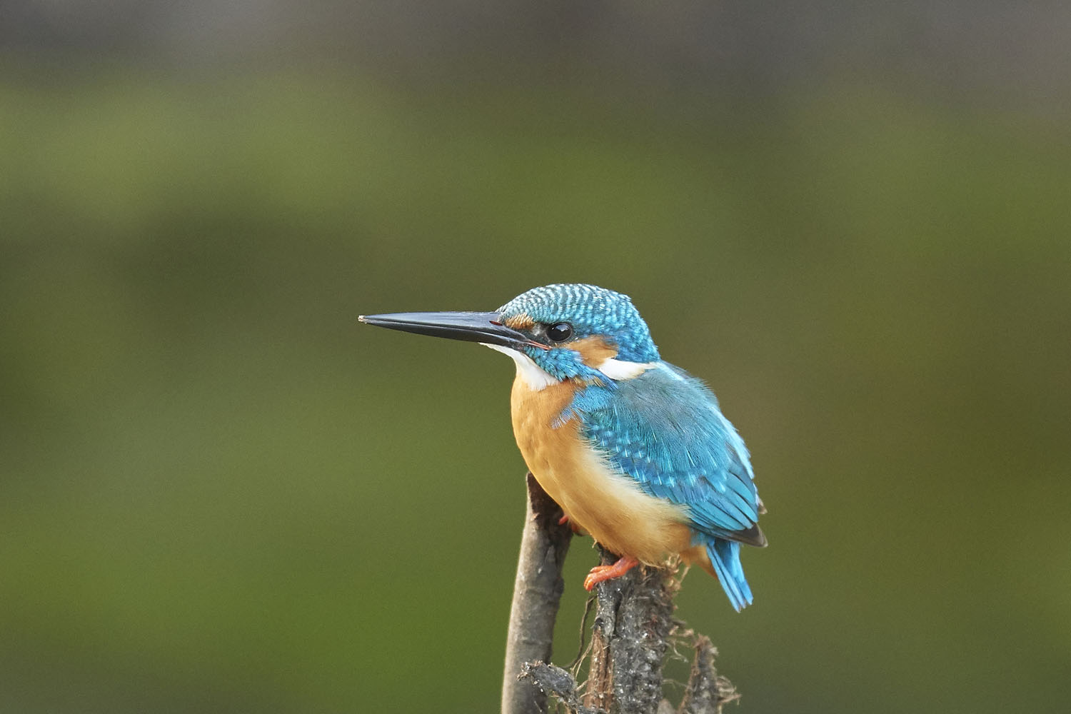 EISVOGEL - COMMON KINGFISHER