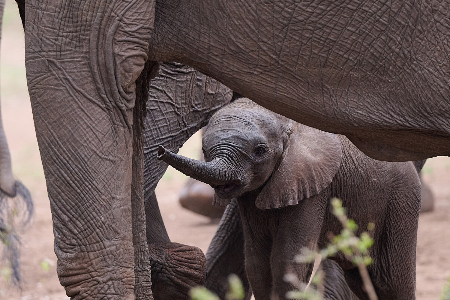 ELEFANT - ELEPHANT