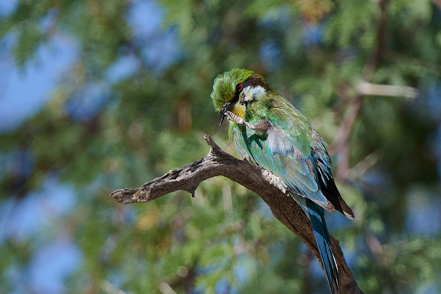 SCHWALBENSCHWANZSPINT – SWALLOW-TAILED BEE-EATER