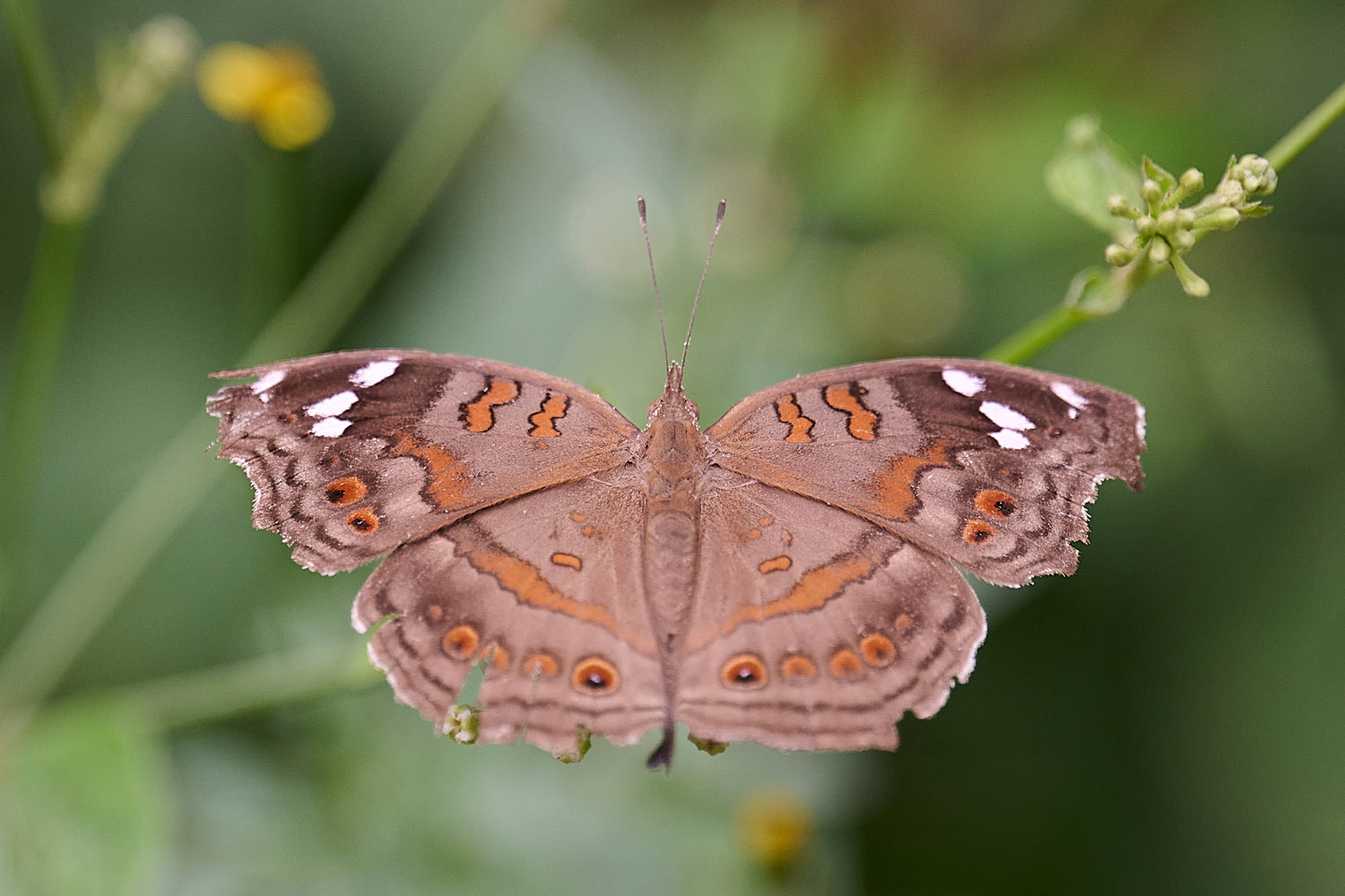 BRAUNER AUGENFALTER - NATAL PANSY