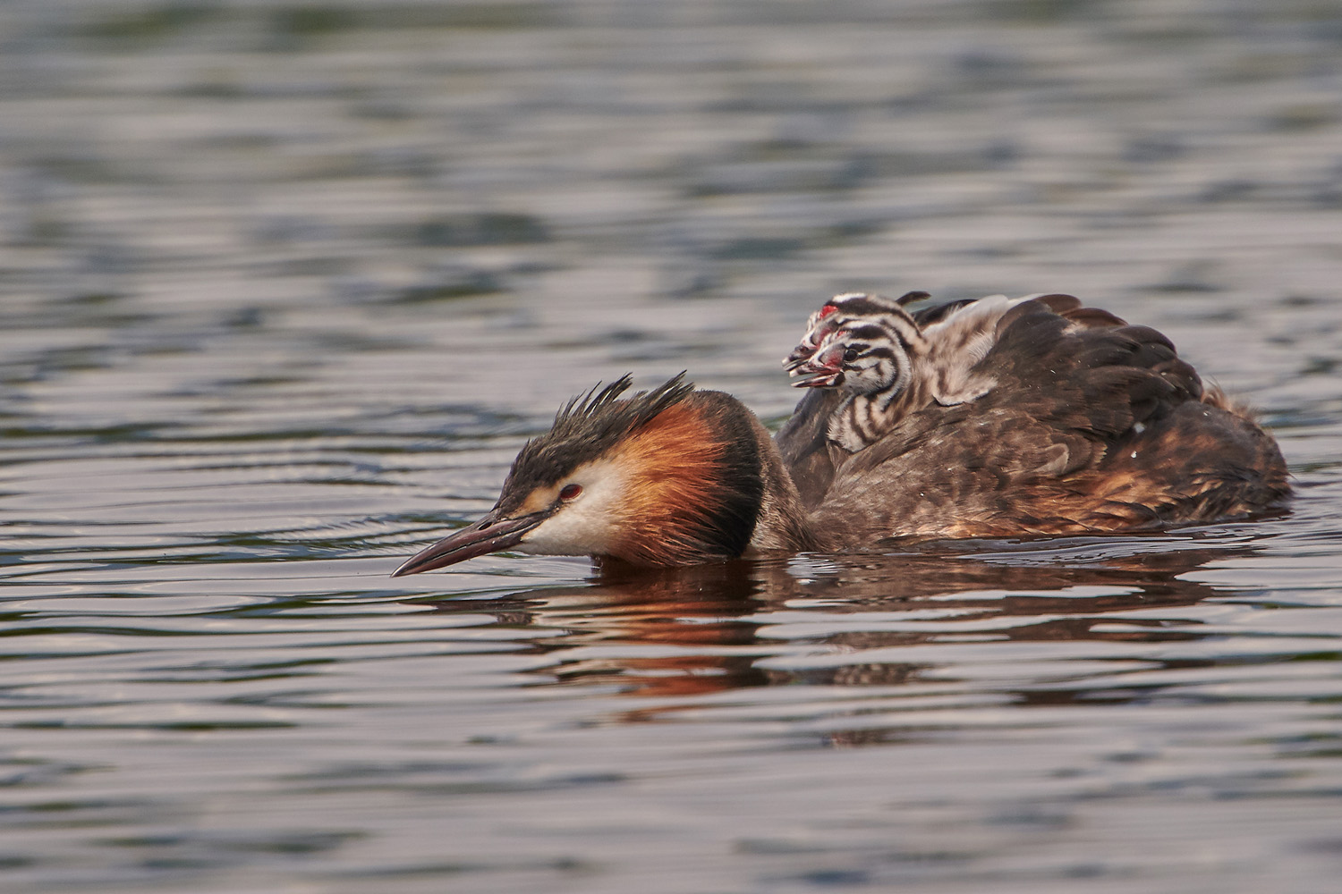 HAUBENTAUCHER - GREAT CRESTED GREBE