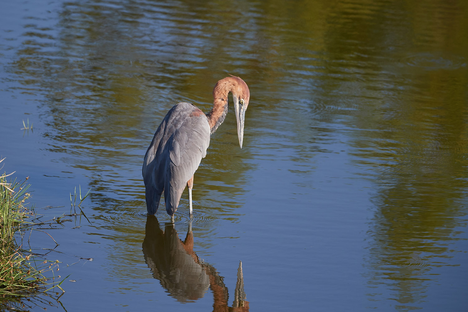 GOLIATHREIHER – GOLIATH HERON