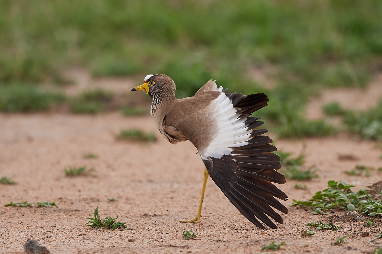 SENEGALKIEBITZ – AFRICAN WATTLED LAPWING