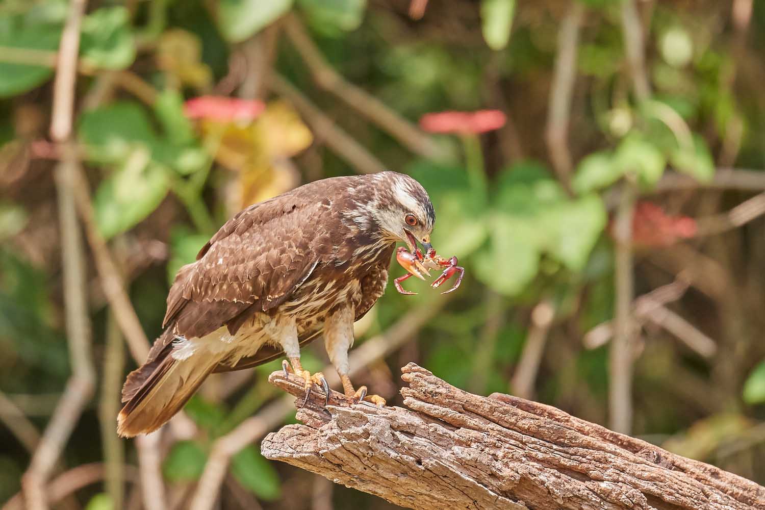 SCHNECKENMILAN – SNAIL KITE
