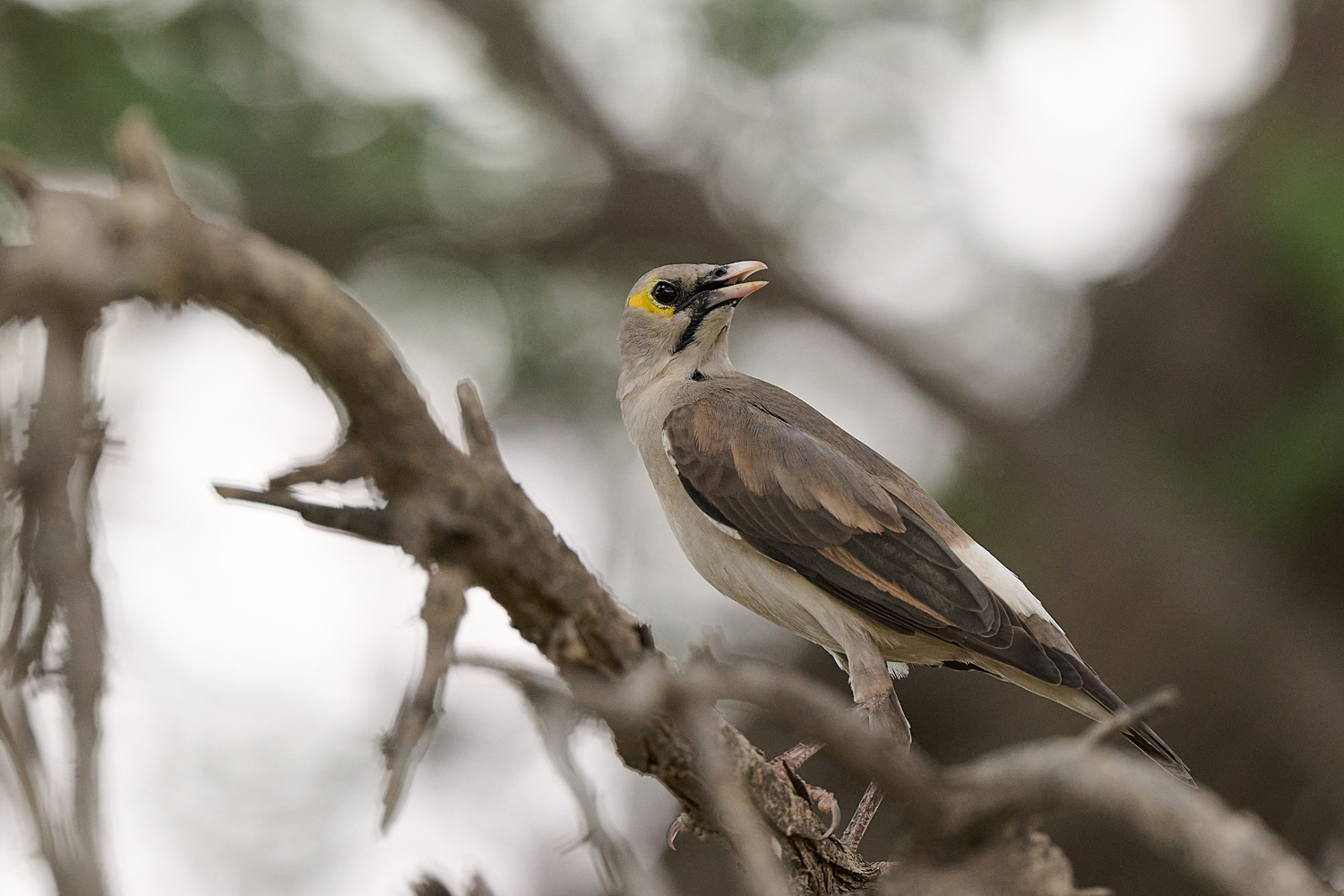 LAPPENSTAR – WATTLED STARLING