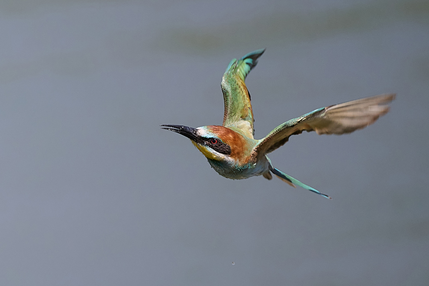 EUROPÄISCHER BIENENFRESSER - EUROPEAN BEE-EATER