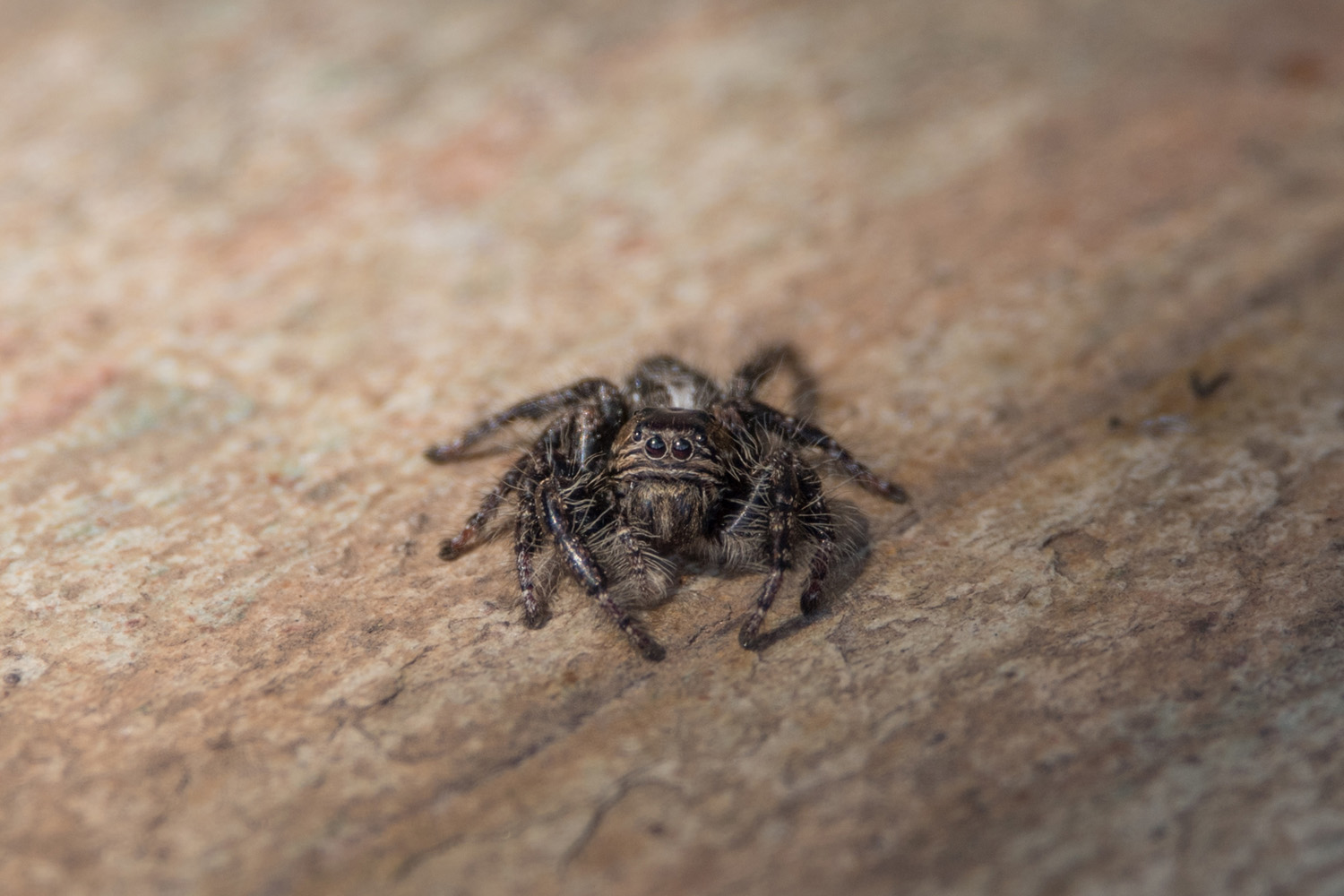 SPRINGSPINNE - JUMPING SPIDER