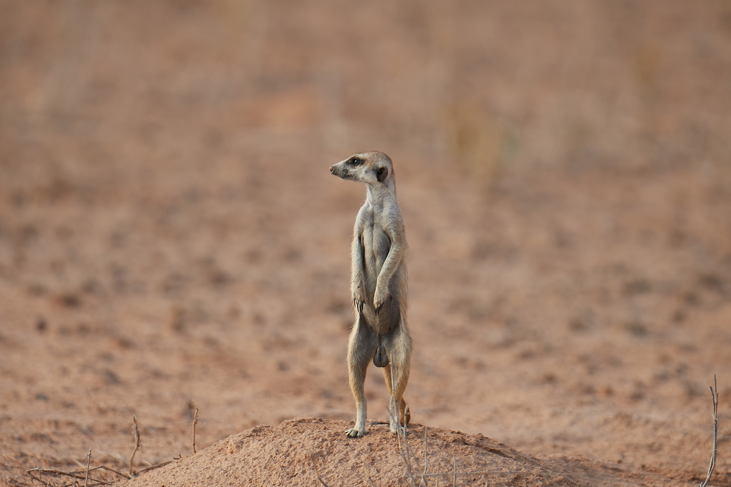 ERDMÄNNCHEN - MEERKAT