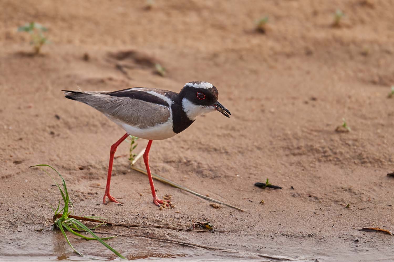 CAYENNEKIEBITZ – PIED LAPWING
