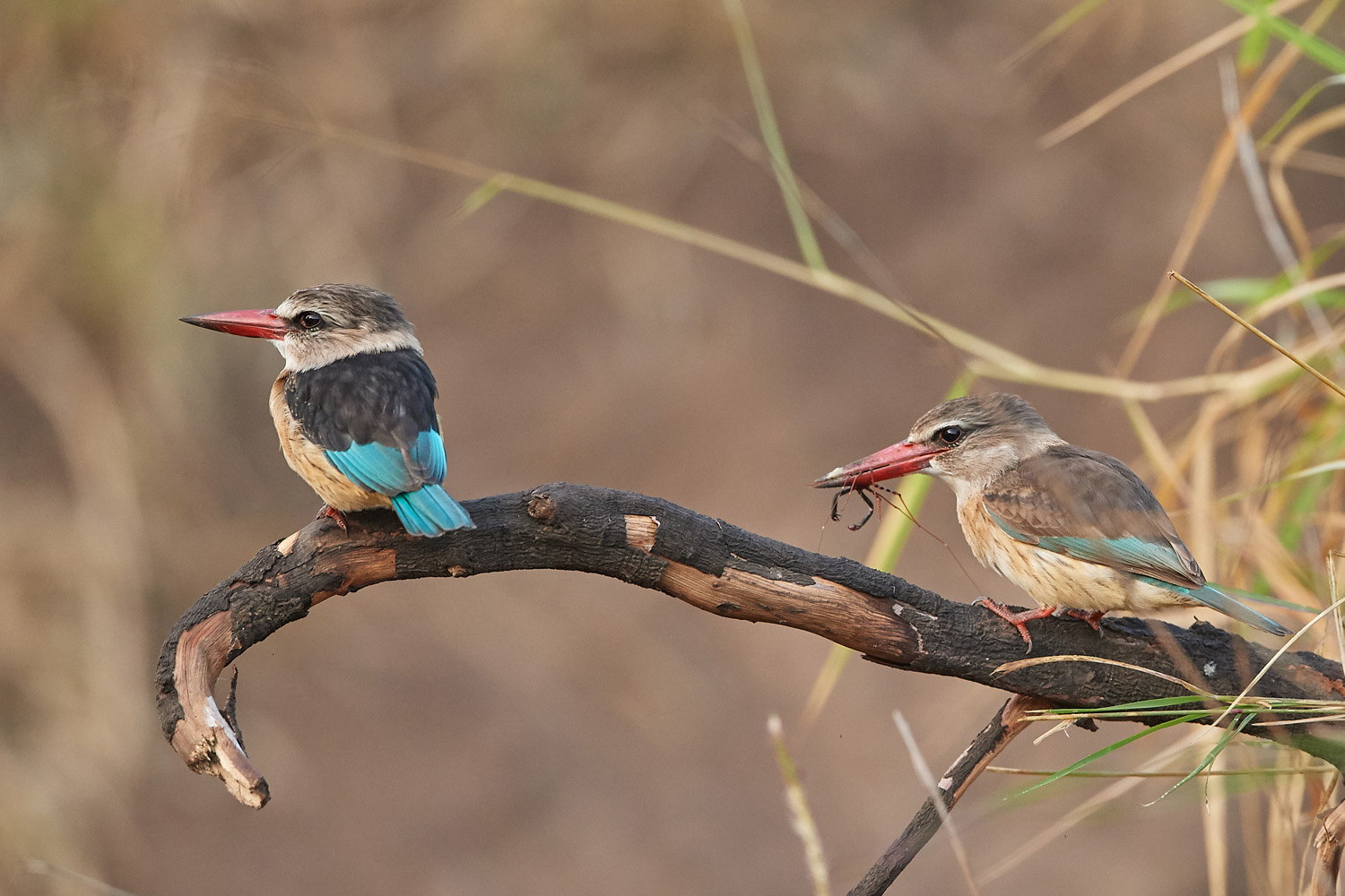 RAUNKOPFLIEST - BROWN-HOODED KINGFISHER