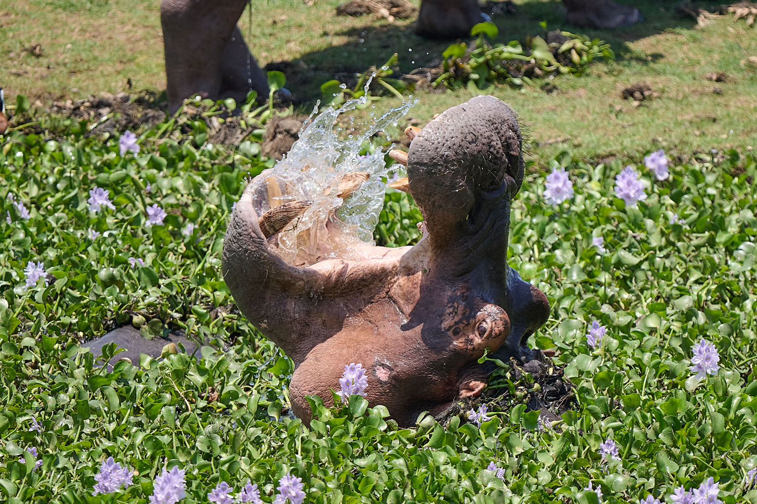 FLUSSPFERD – HIPPO
