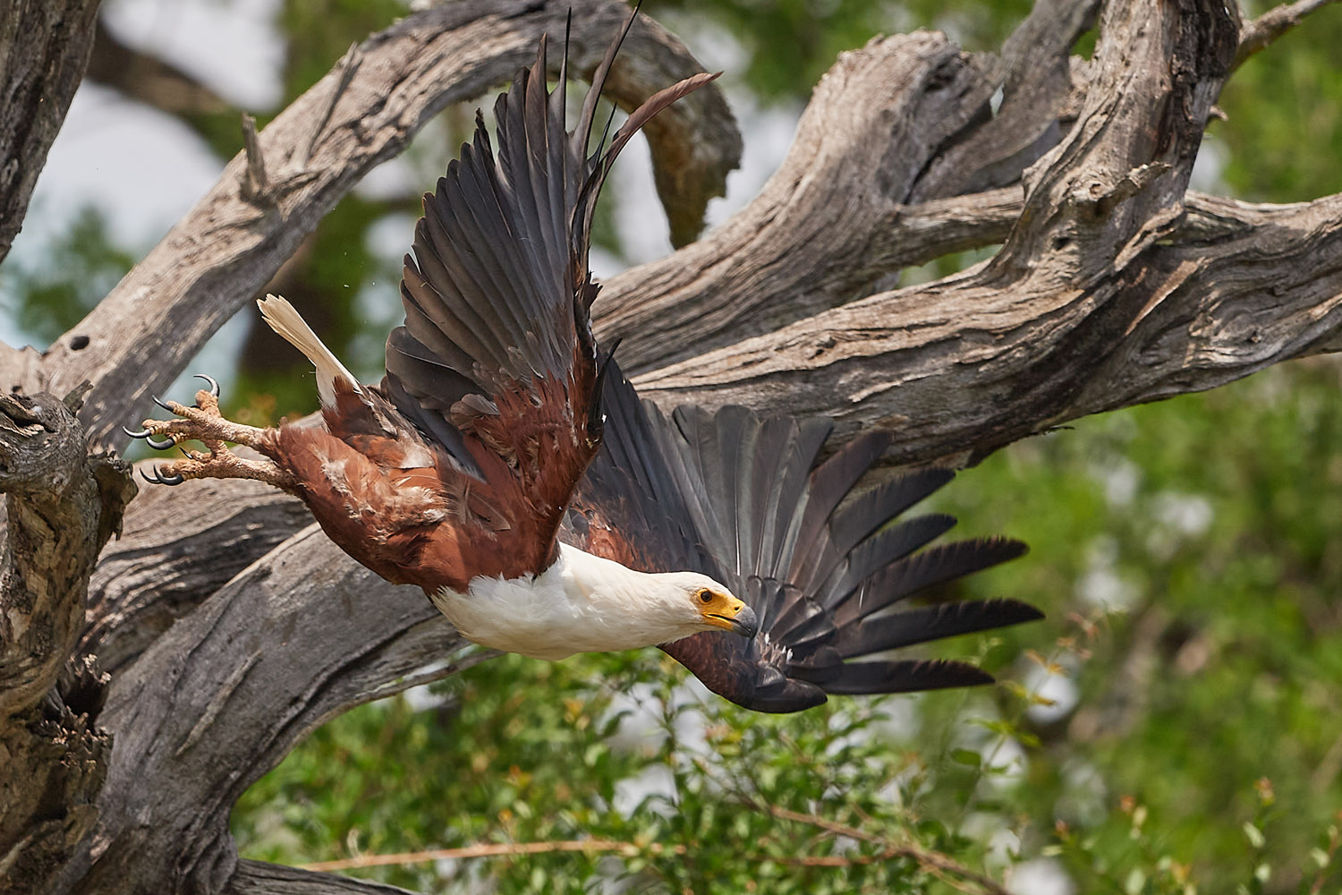 SCHREISEEADLER - AFRICAN FISH EAGLE