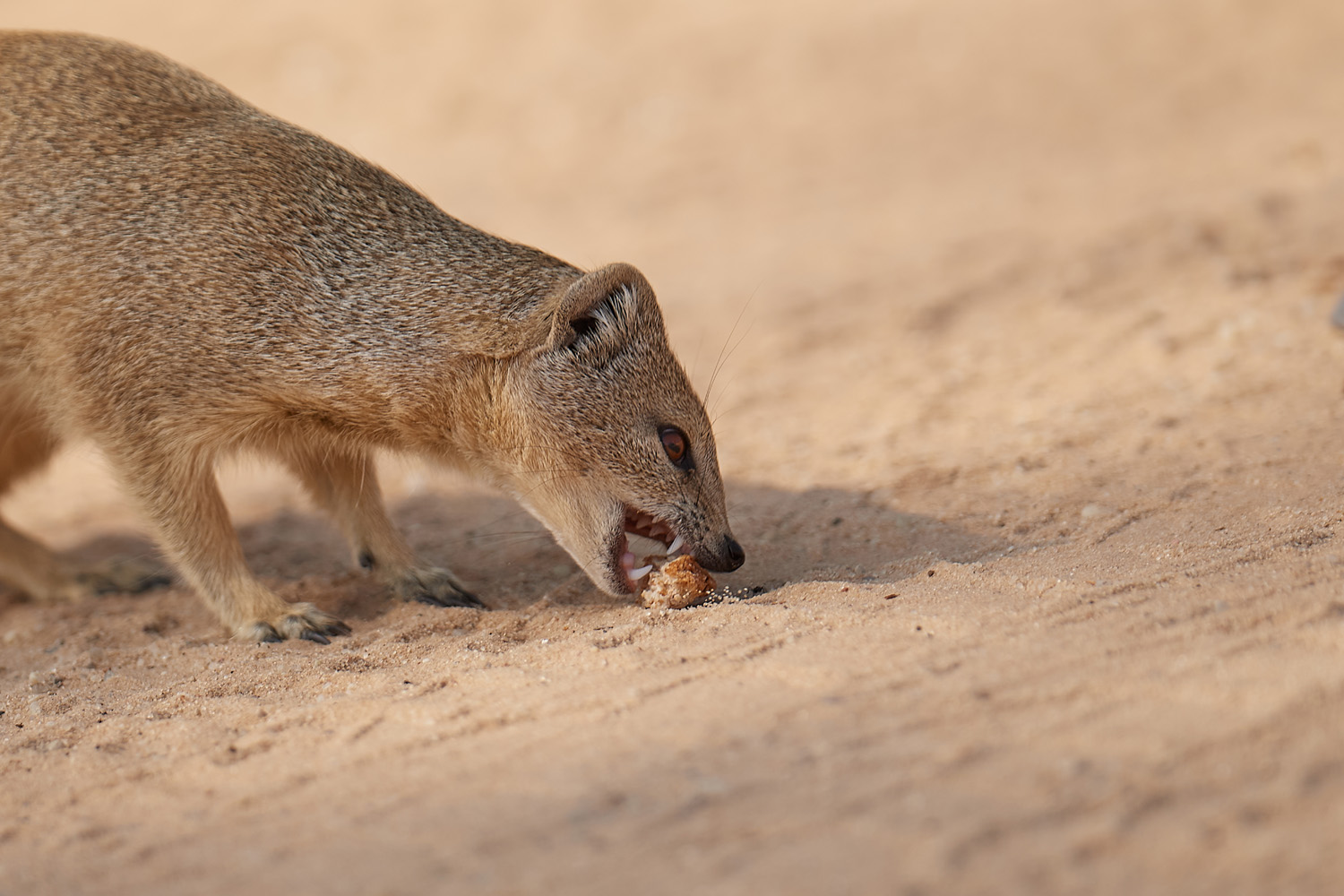 FUCHSMANGUSTE – YELLOW MONGOOSE