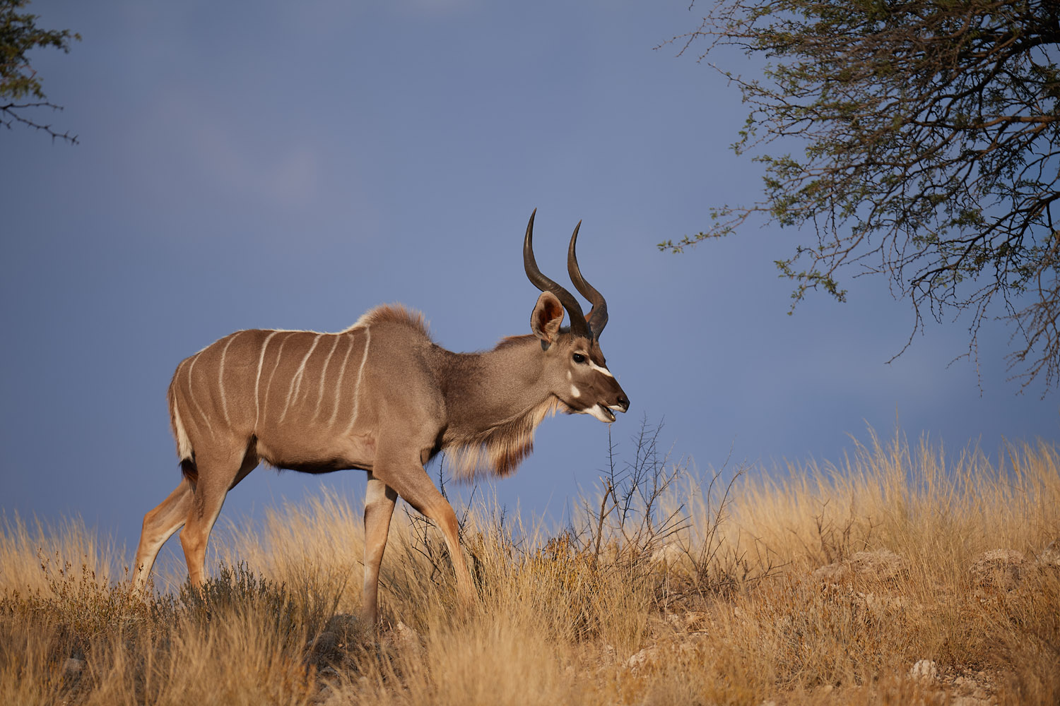 KUDU