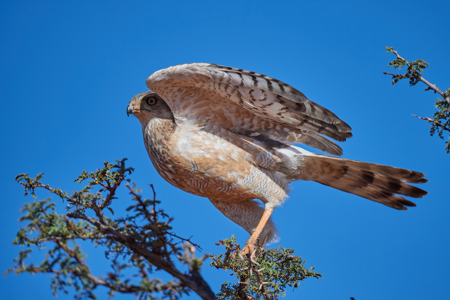 GRAUBÜRZEL-SINGHABICHT - DARK CHANTING GOSHAWK