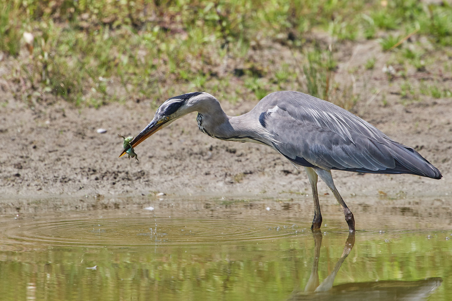 GRAUREIHER - GREY HERON