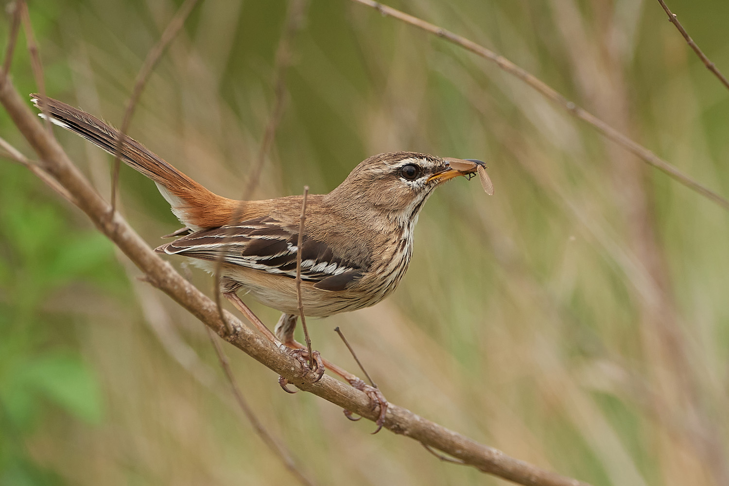 WEISSBRAUEN-HECKENSÄNGER - WHITE-BROWED SCRUB-ROBIN