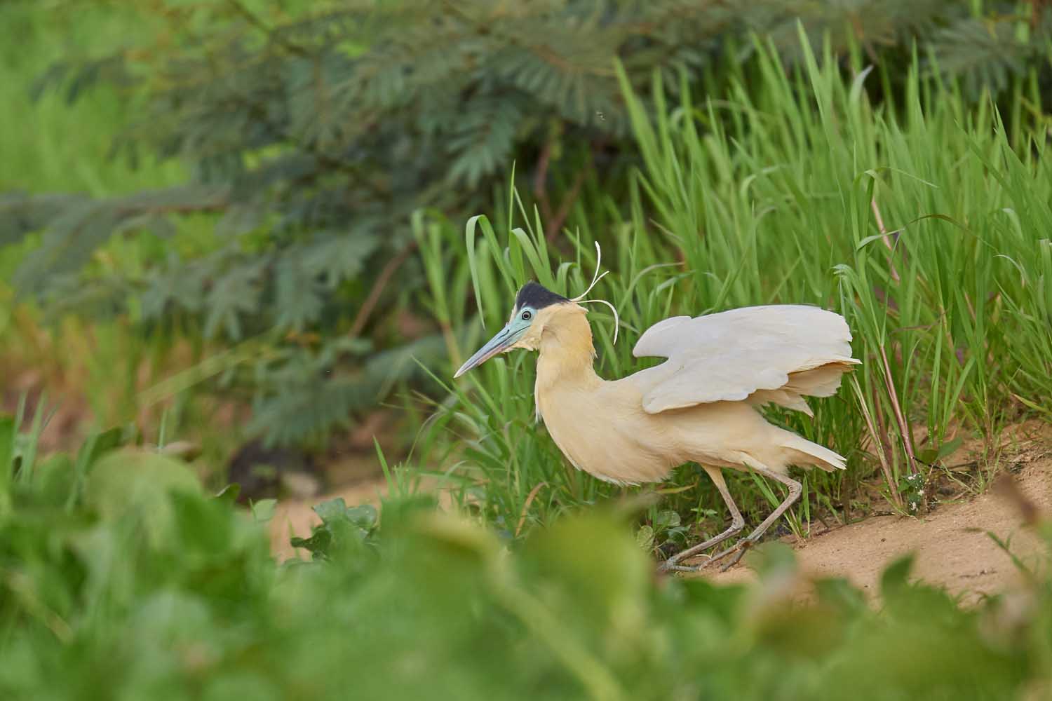 KAPPENREIHER – CAPPED HERON