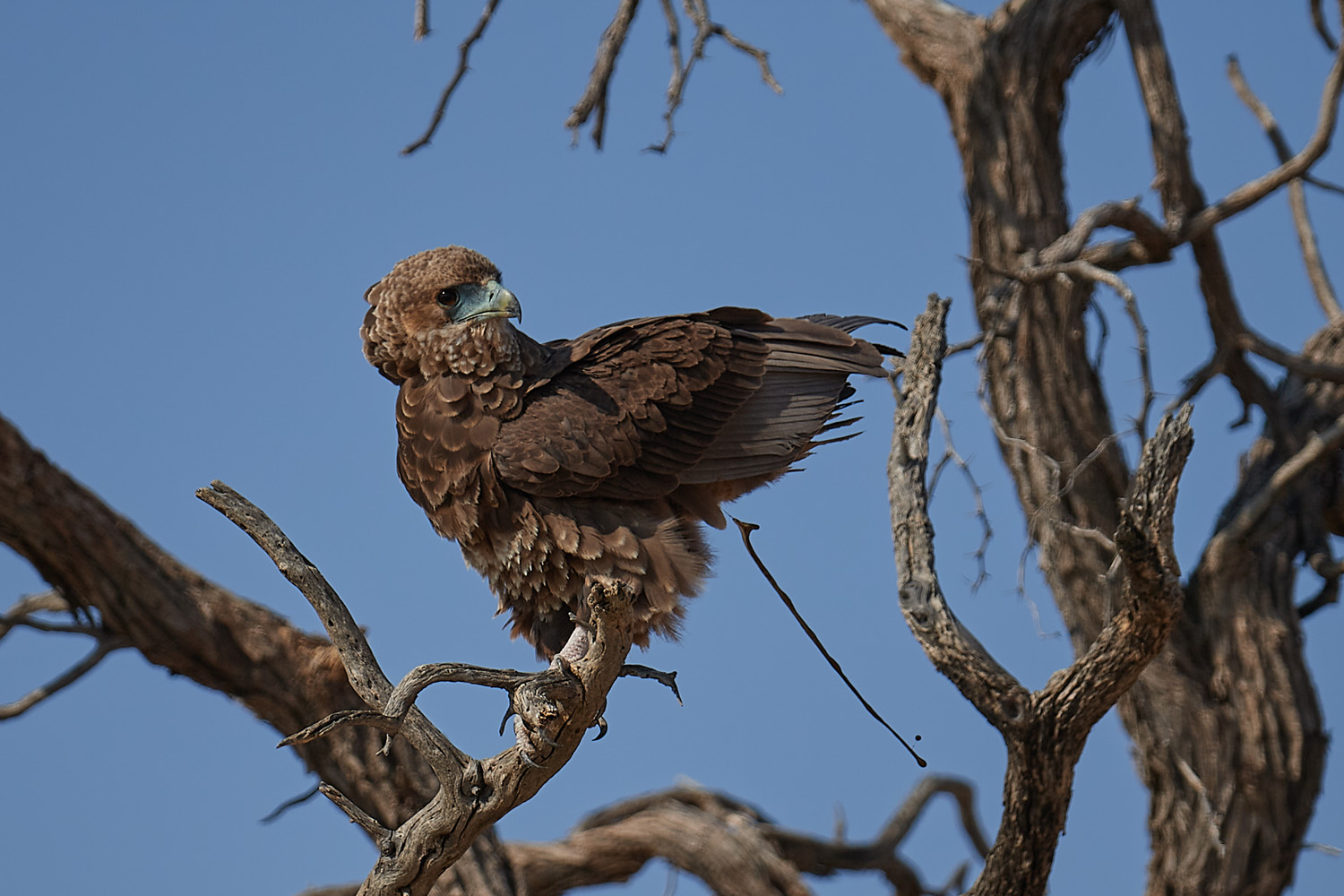 GAUKLER – BATELEUR