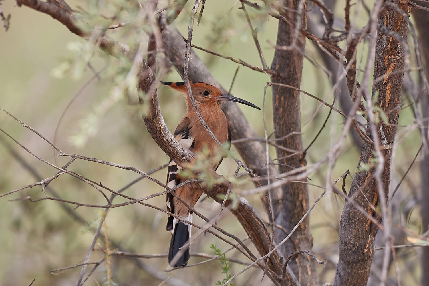 AFRIKANISCHER WIEDEHOPF - AFRICAN HOOPOE