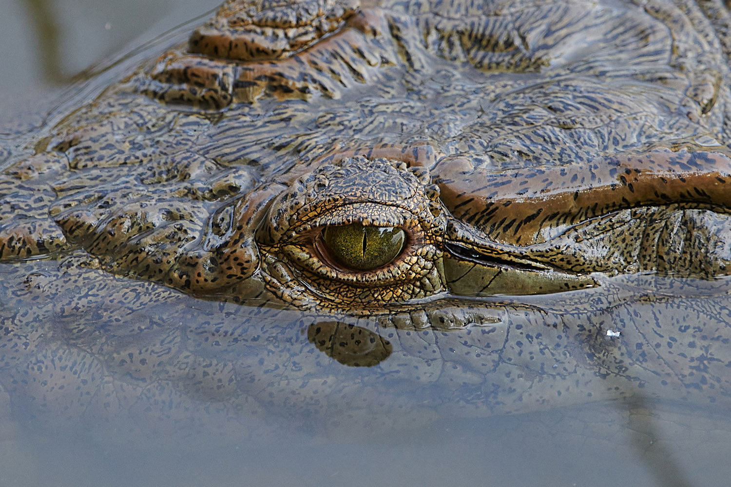 NILKROKODIL - CROCODILE