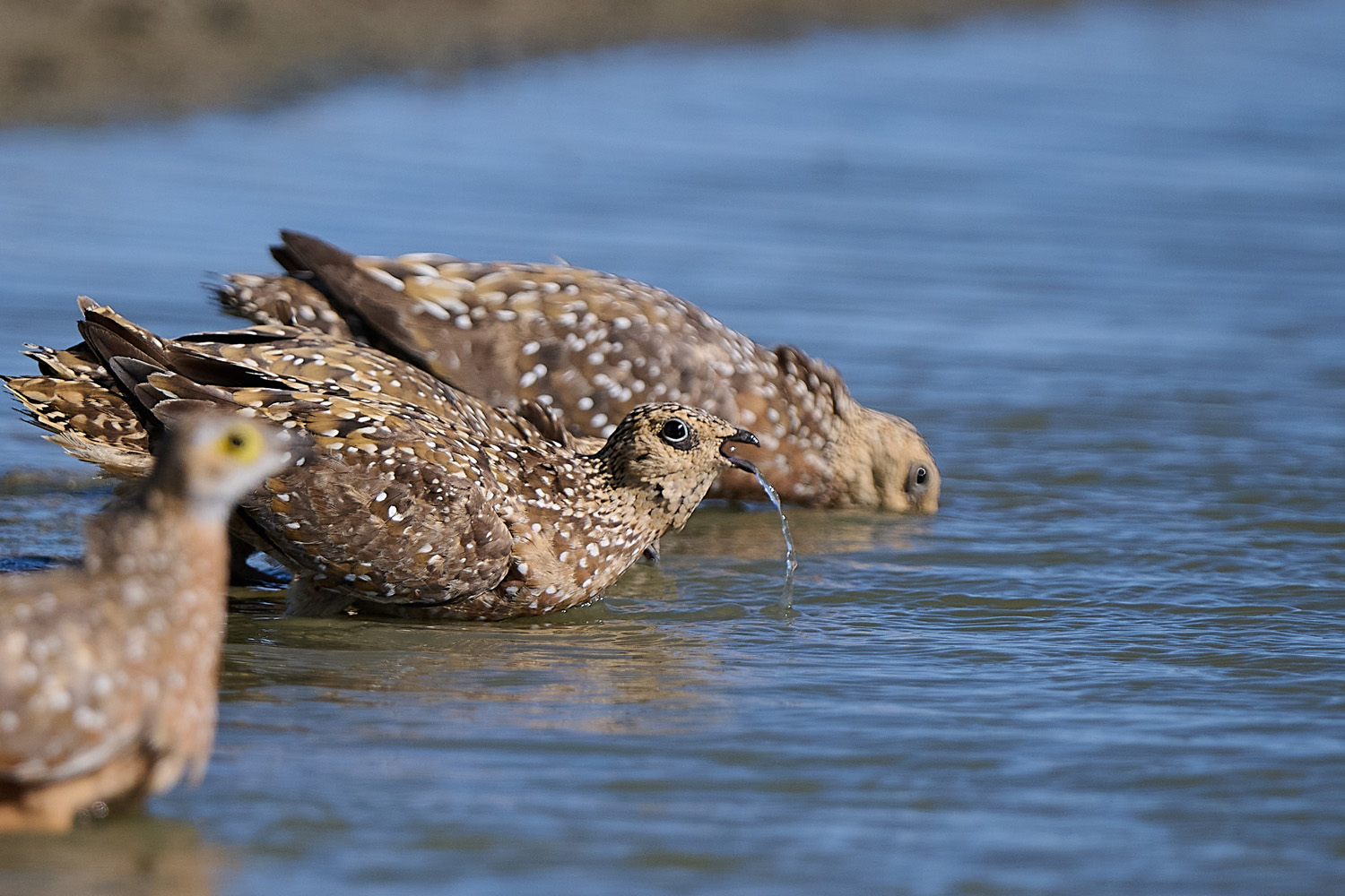 TÜPFELFLUGHUHN – BURCHELL´S SANDGROUSE
