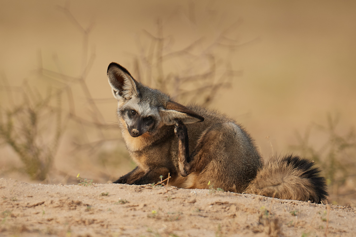 LÖFFELHUND – BAT-EARED FOX