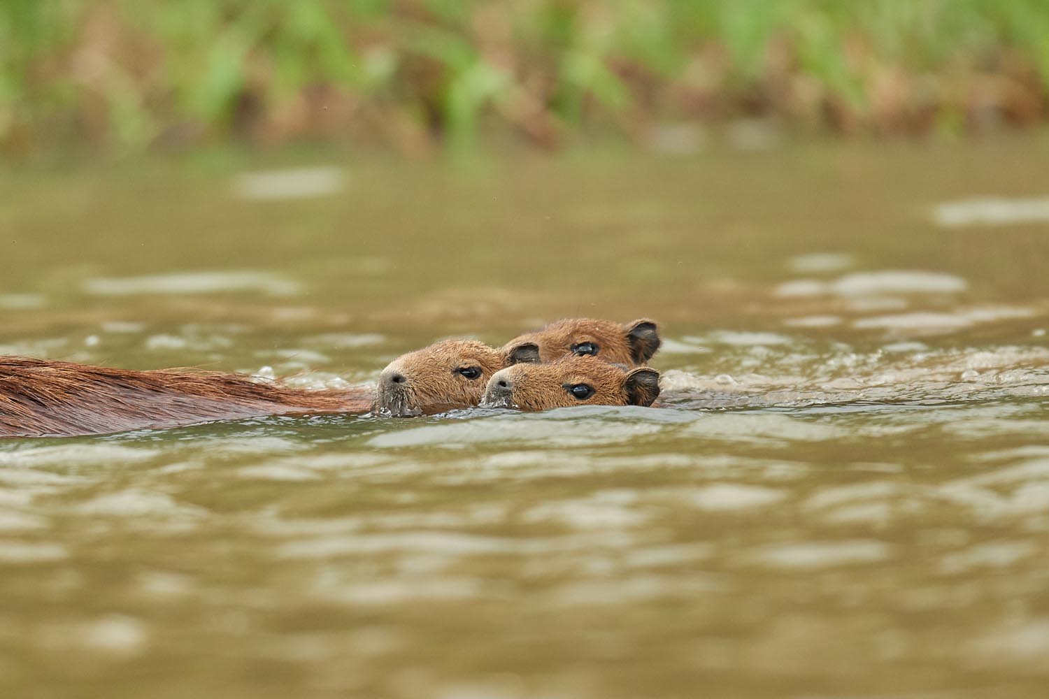 WASSERSCHWEIN – CAPYBARA
