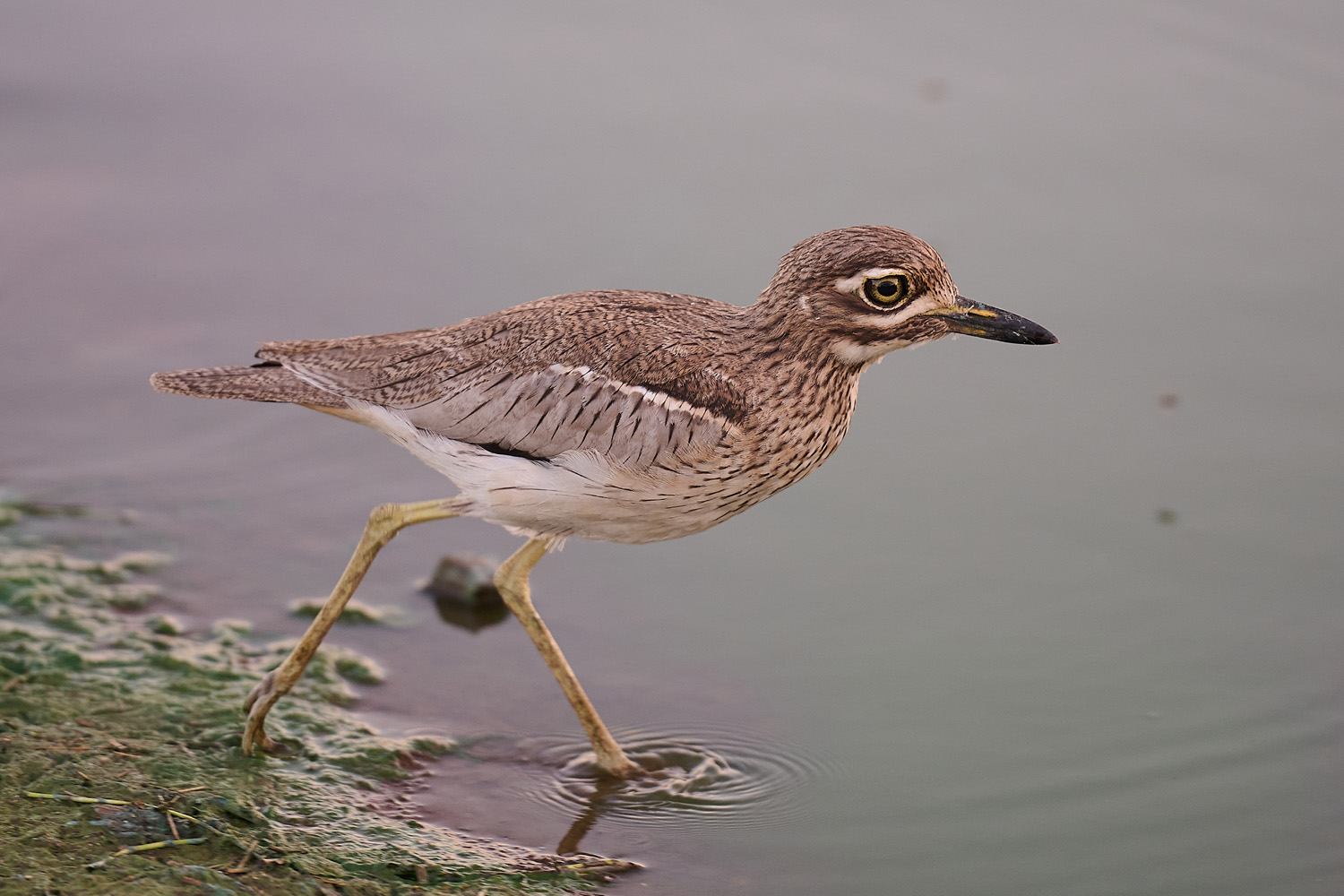 KAPTRIEL – SPOTTED THICK-KNEE