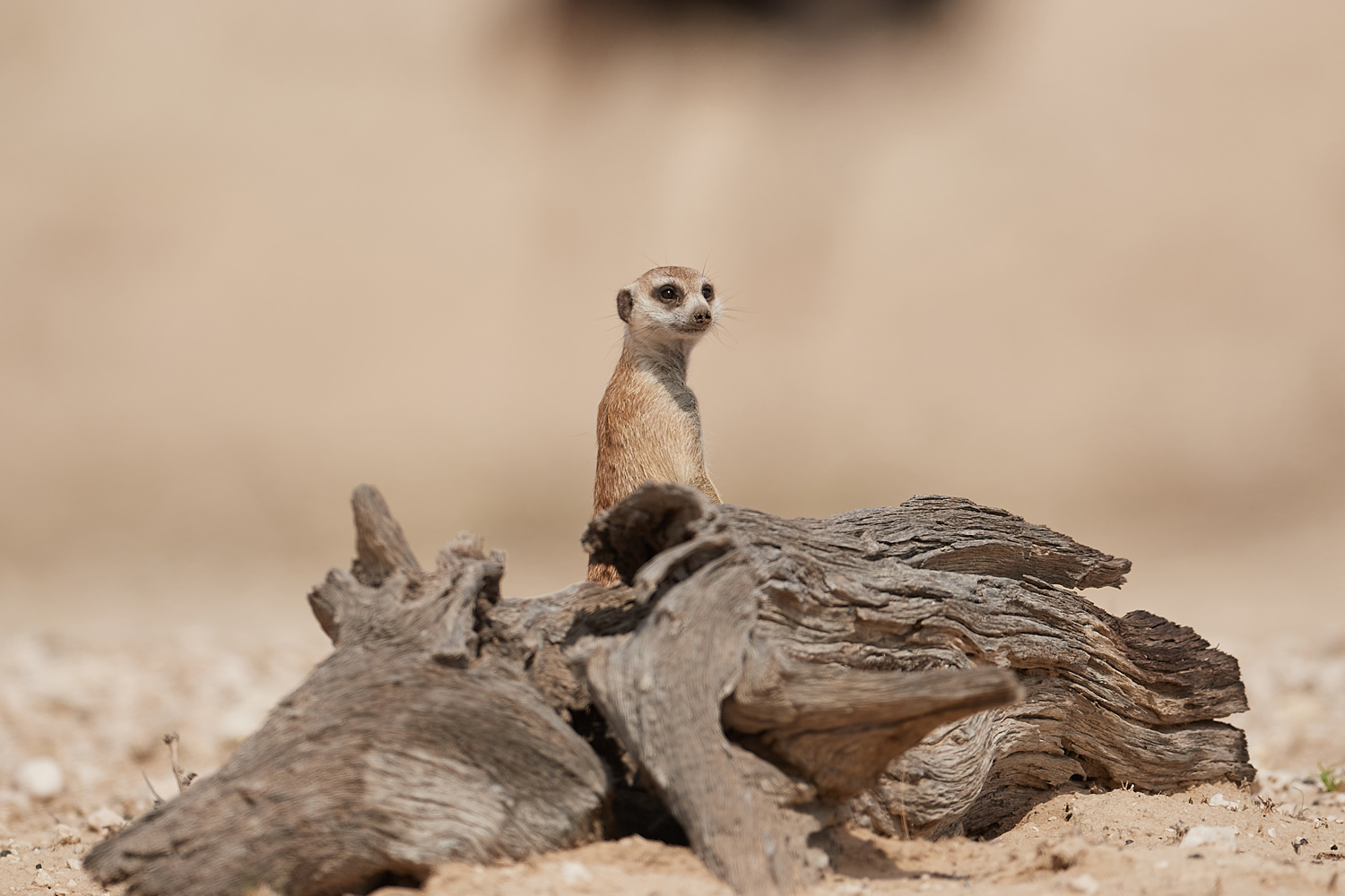 ERDMÄNNCHEN - MEERKAT