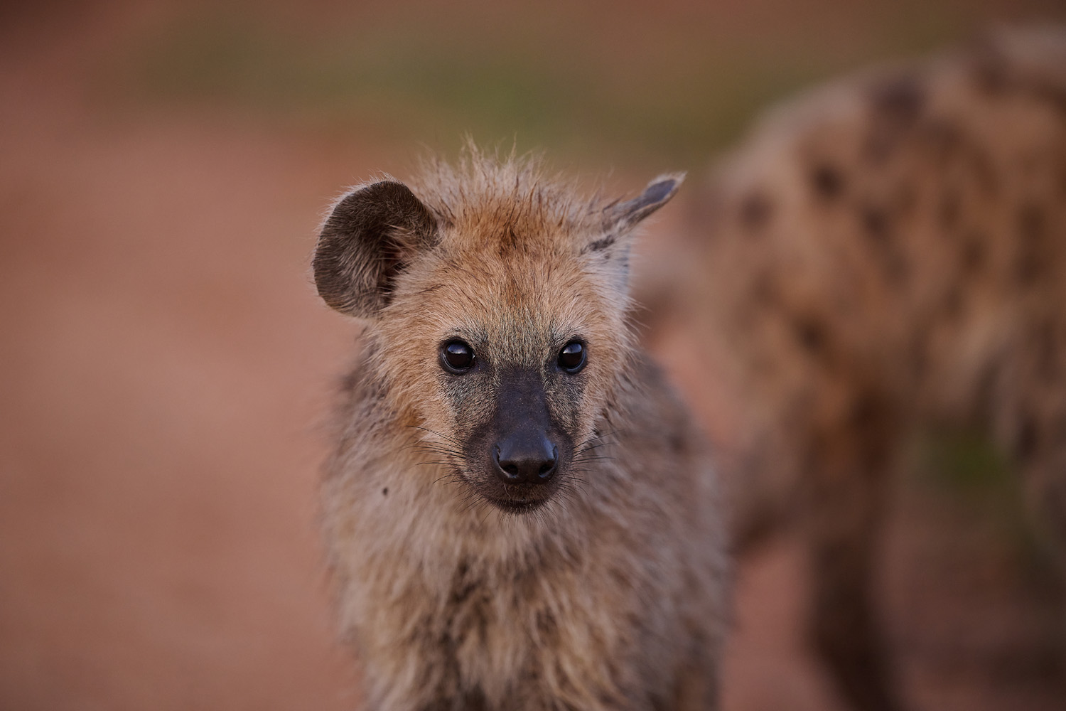 TÜPFELHYÄNE – SPOTTED HYENA