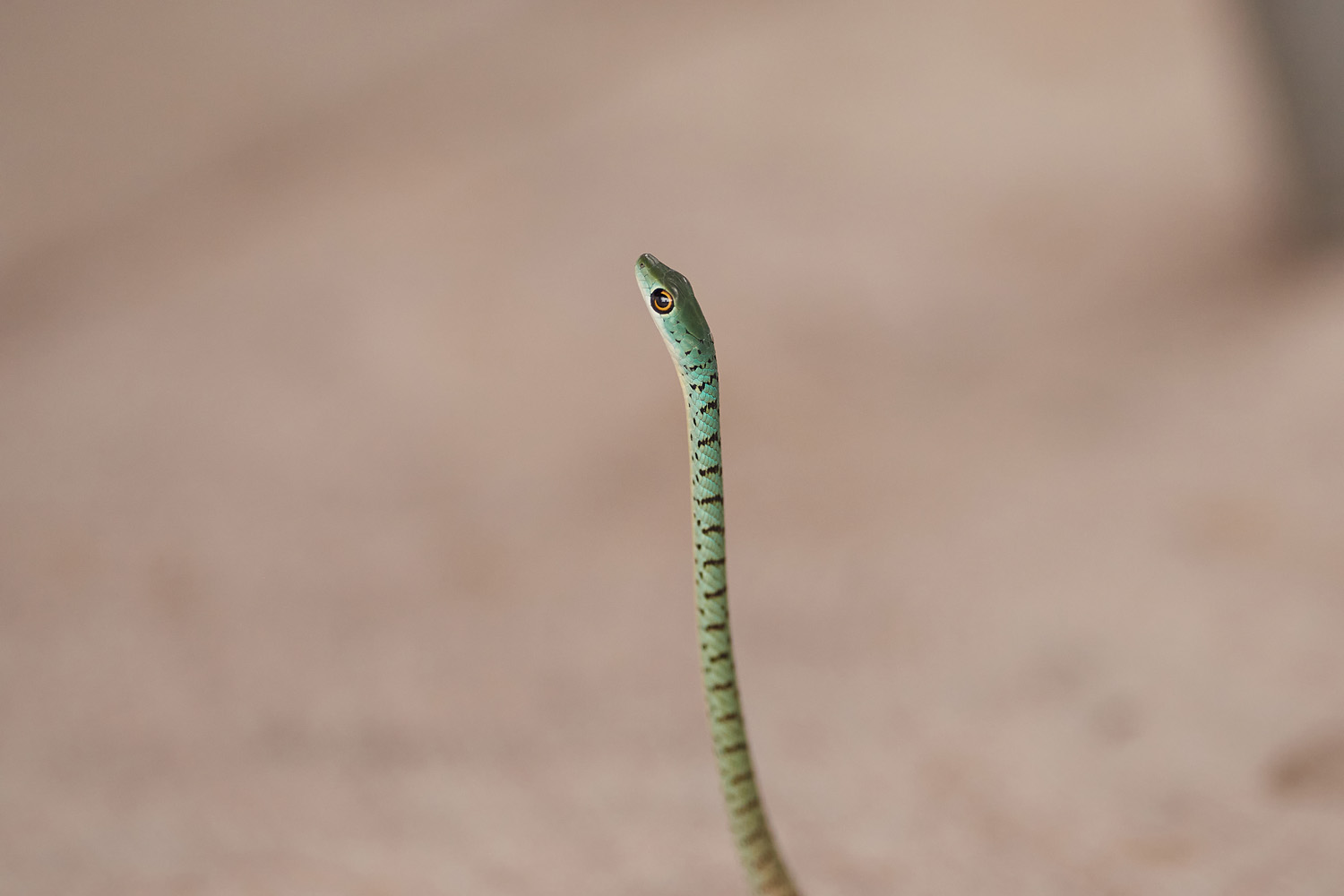 GEFLECKTE BUSCHSCHLANGE - SPOTTED BUSH SNAKE