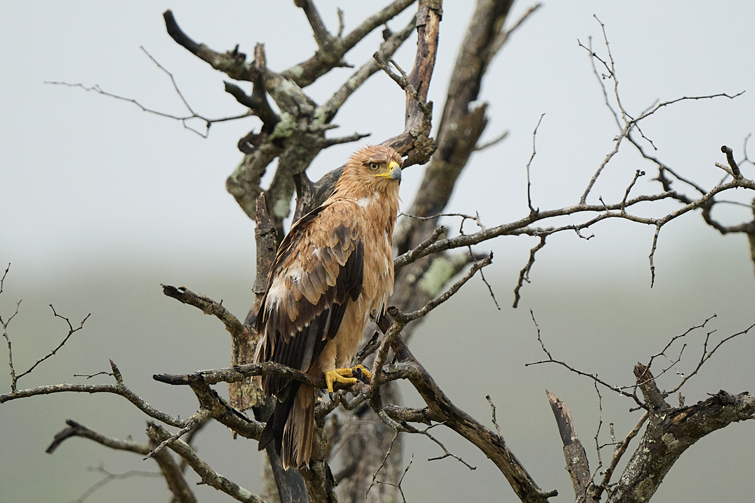 RAUBADLER  - TAWNY EAGLE