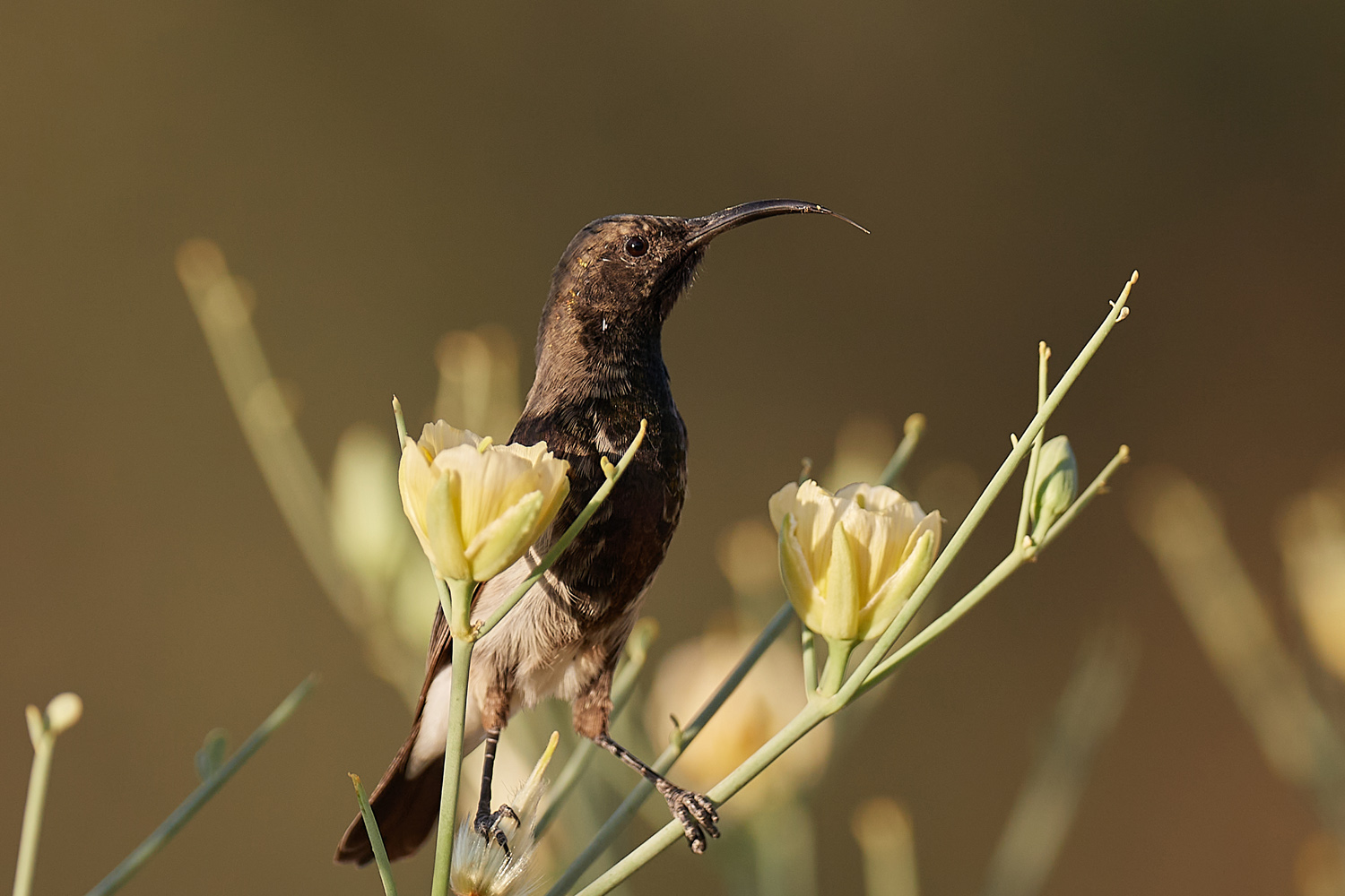 RUSSNEKTARVOGEL – DUSKY SUNBIRD