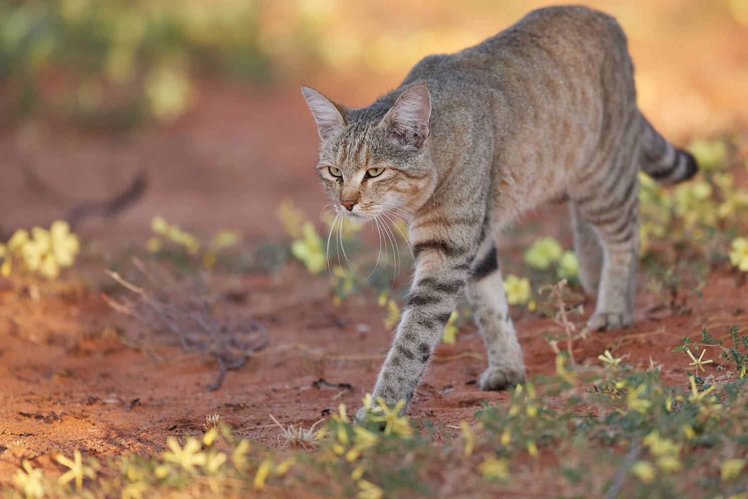 AFRIKANISCHE WILDKATZE – AFRICAN WILDCAT