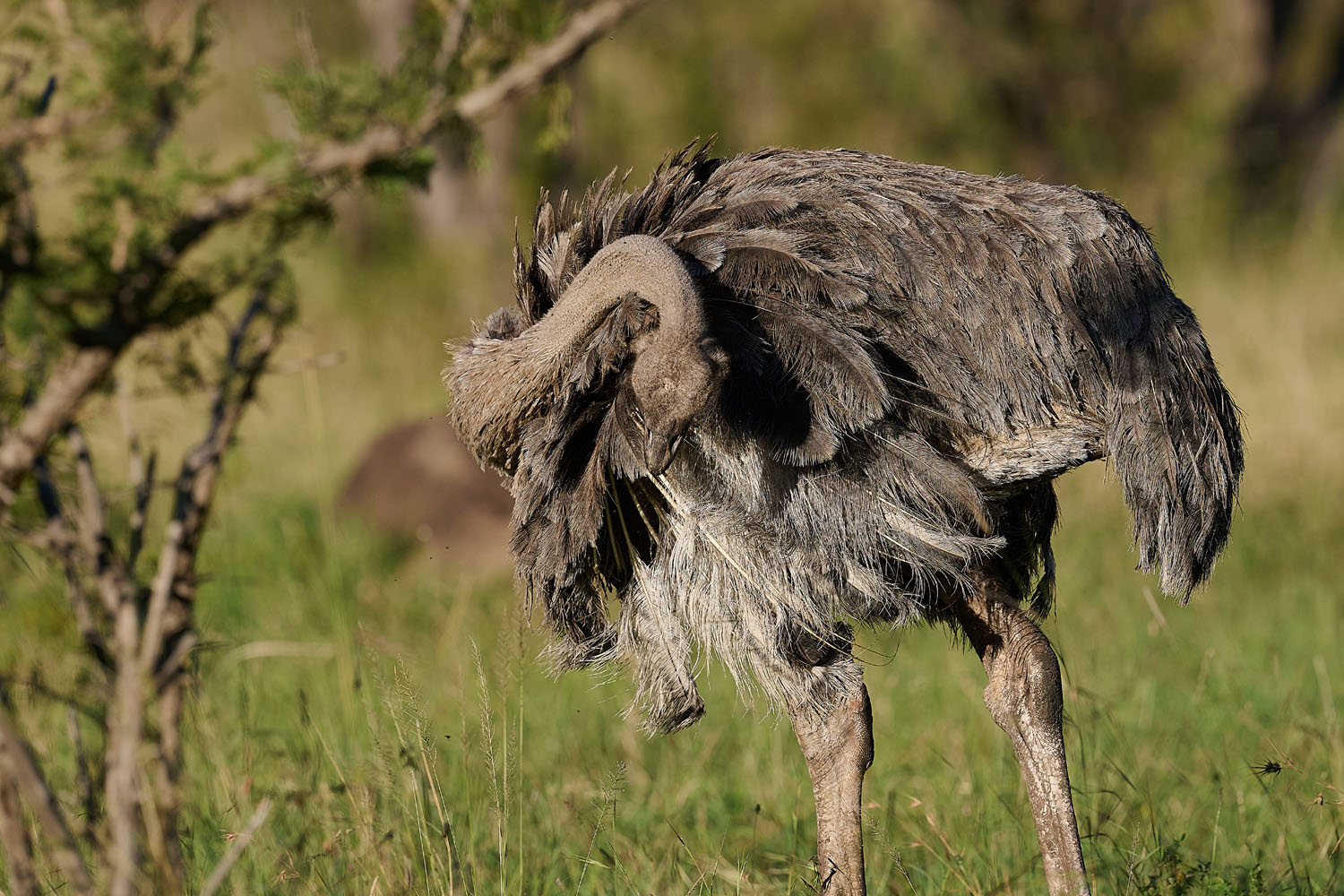 STRAUSS – OSTRICH