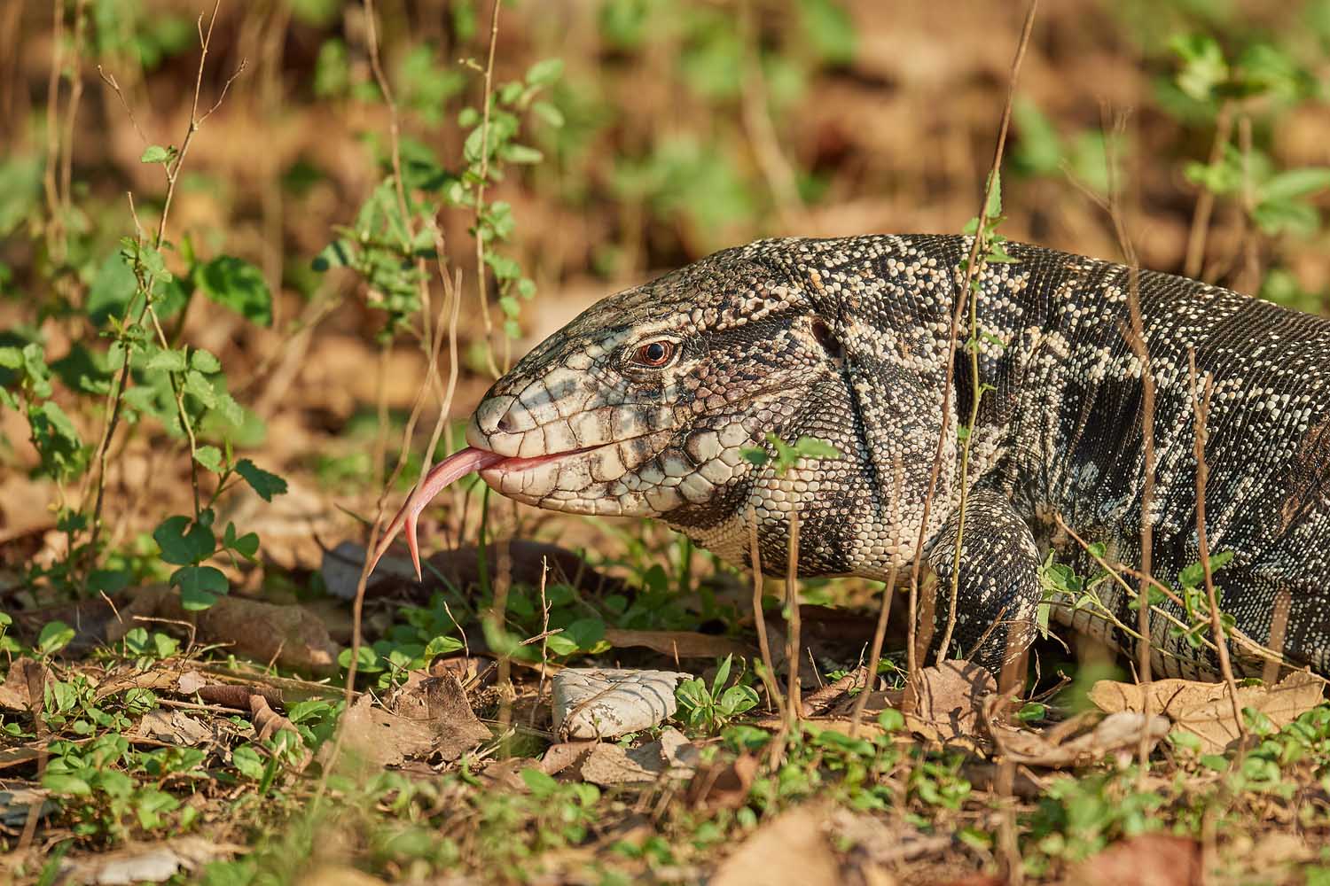 SCHWARZWEISSER TEJU – BLACK AND WHITE TEGU