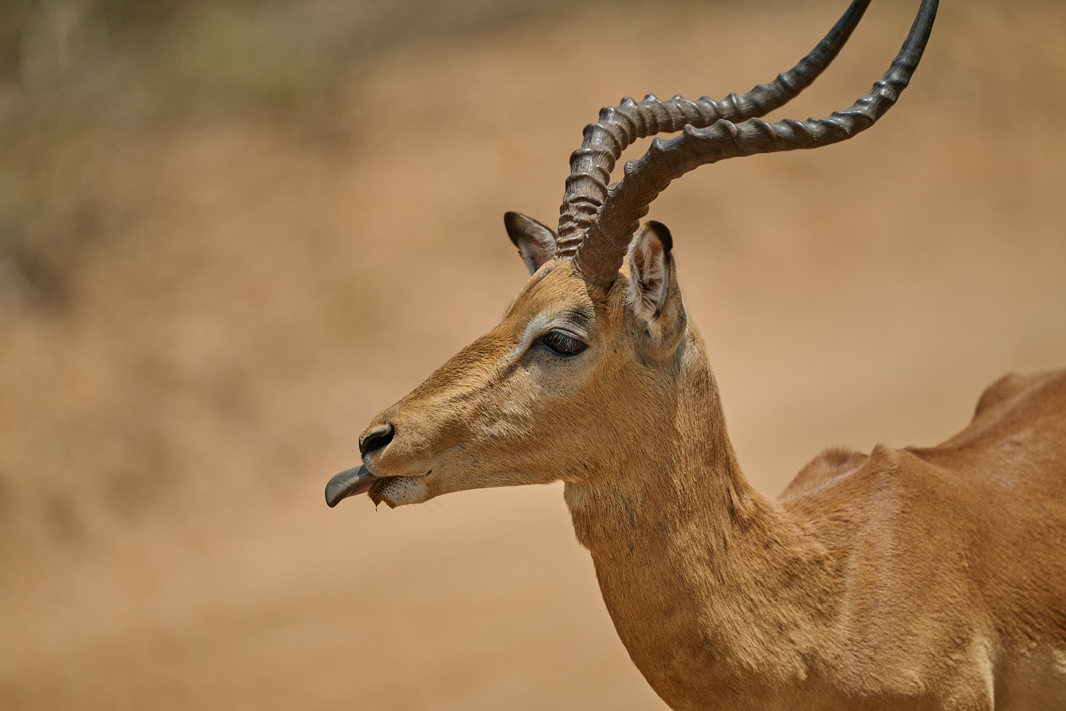 IMPALA